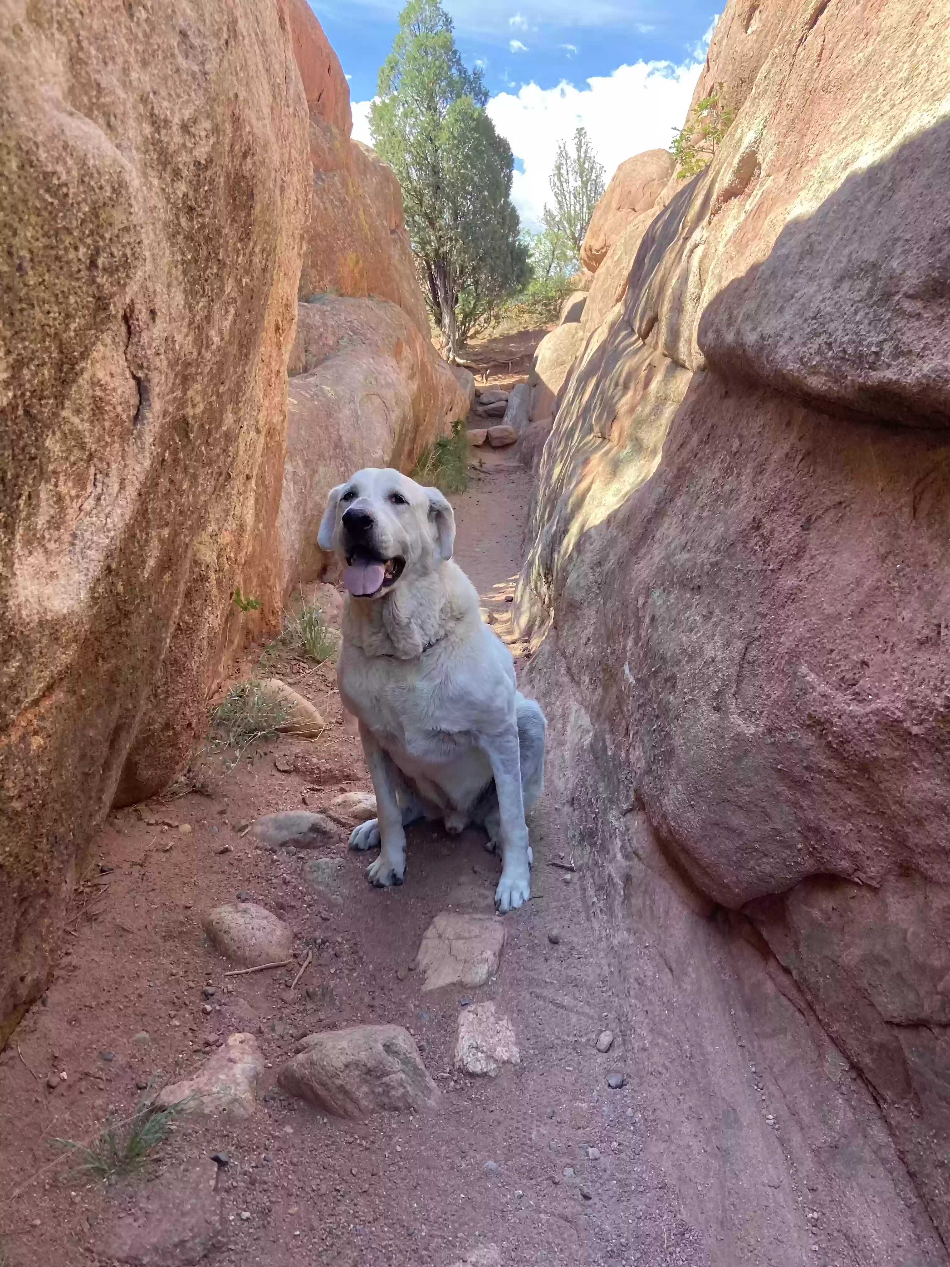 adoptable Dog in Bend,OR named Bohdi