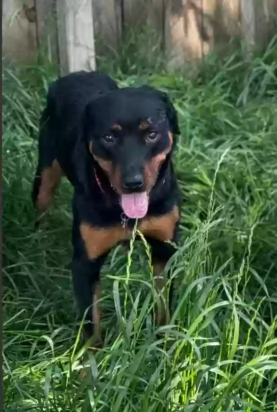 adoptable Dog in Jericho,NY named Calysta