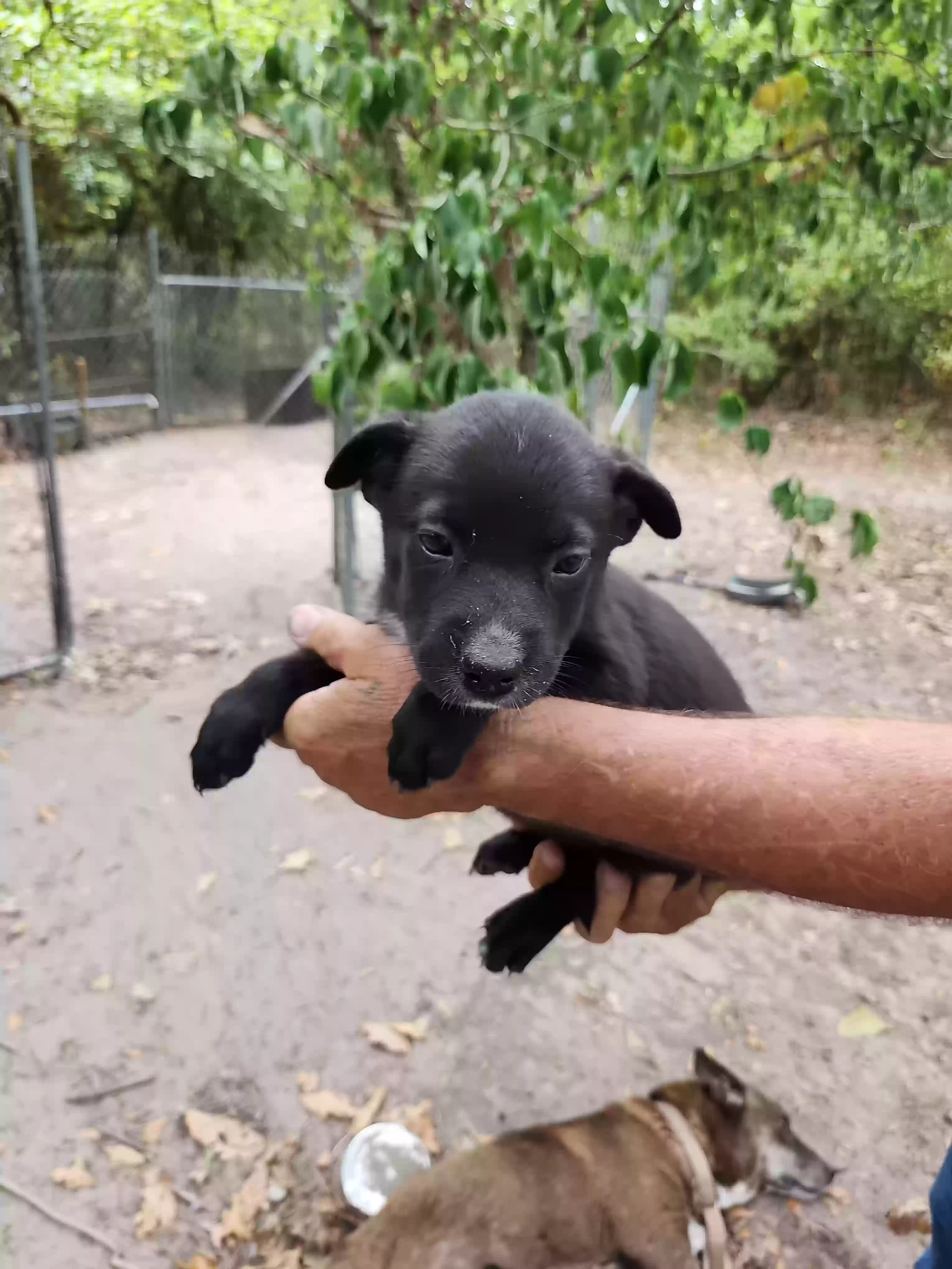 adoptable Dog in Kershaw,SC named None