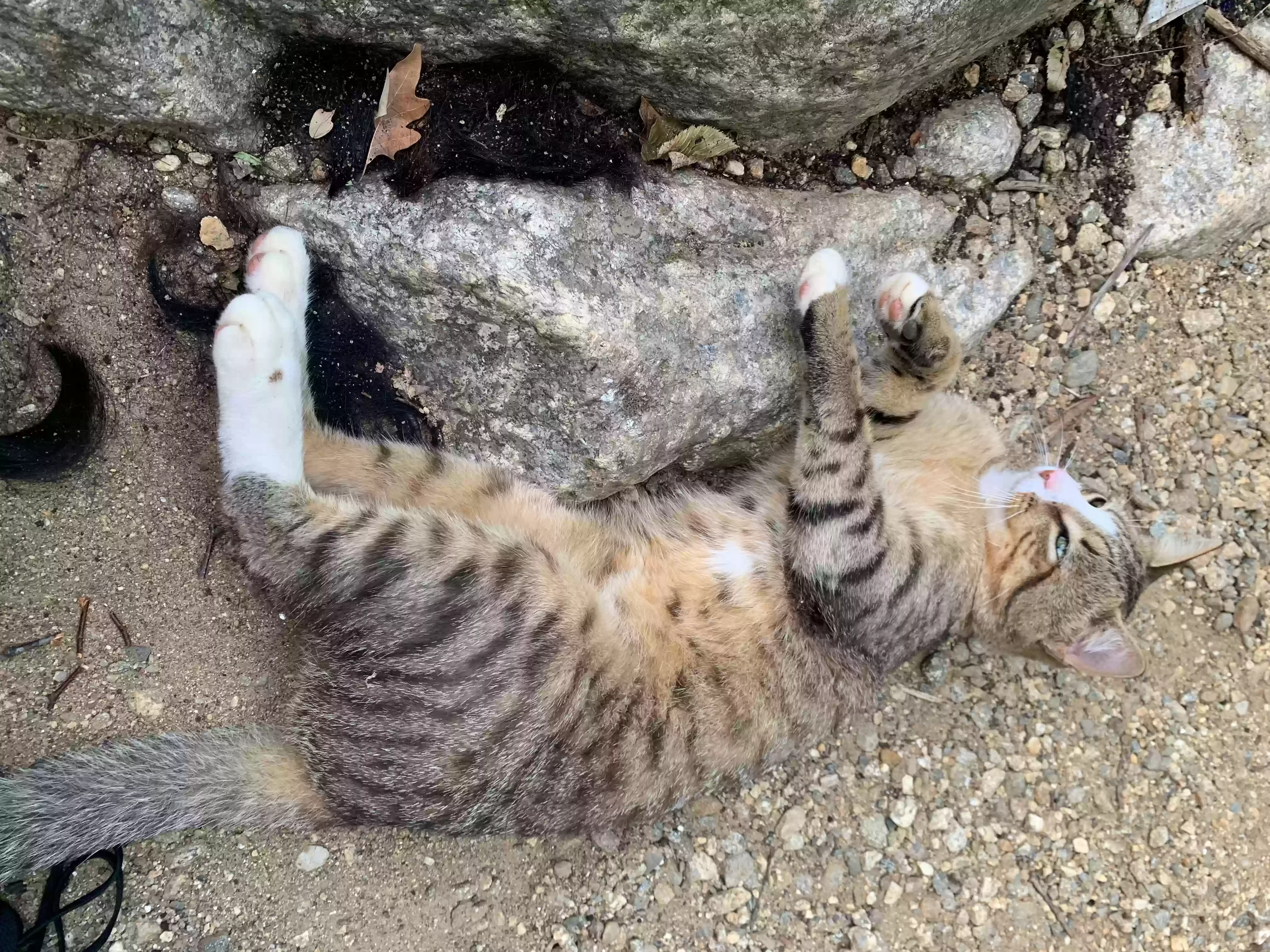 adoptable Cat in Waterbury,CT named 