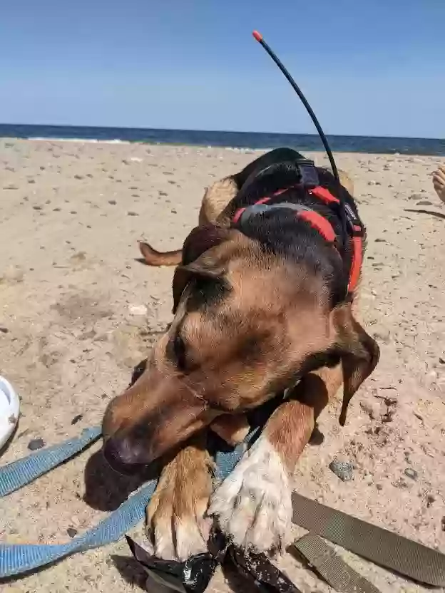 adoptable Dog in East Wareham,MA named Jasper