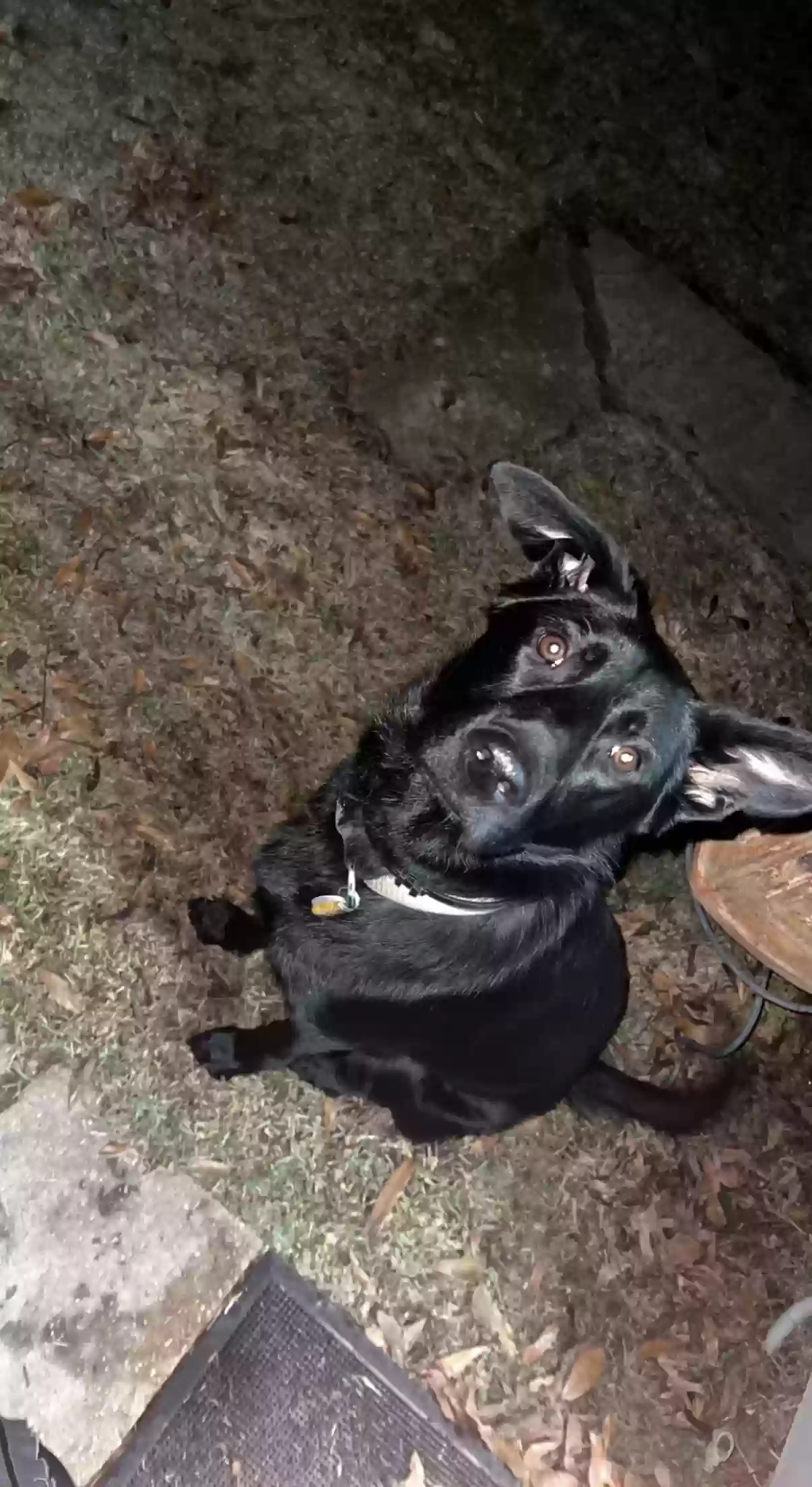 adoptable Dog in Orange,TX named Boone