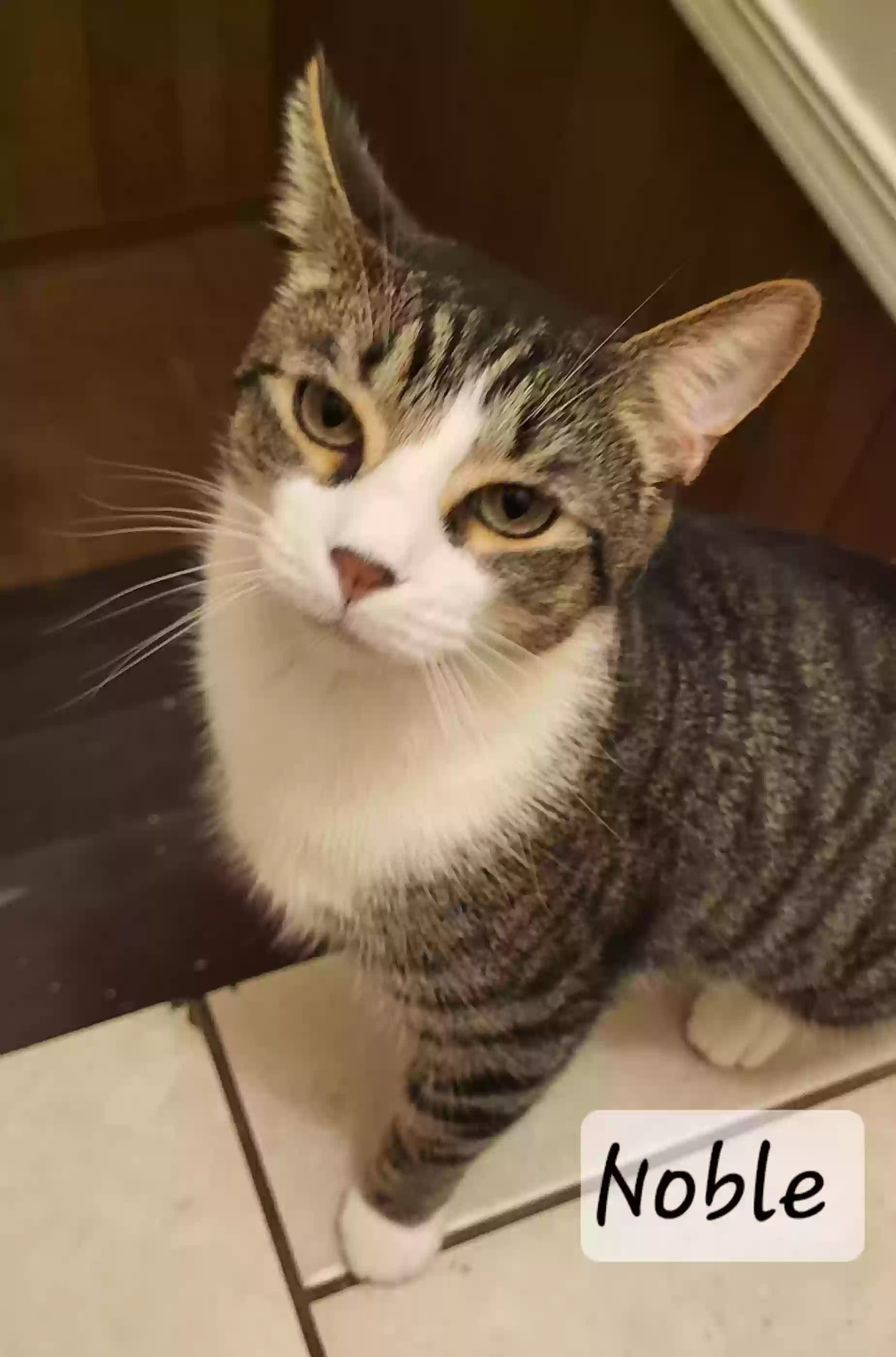 adoptable Cat in Canton,OH named Barnes & Noble