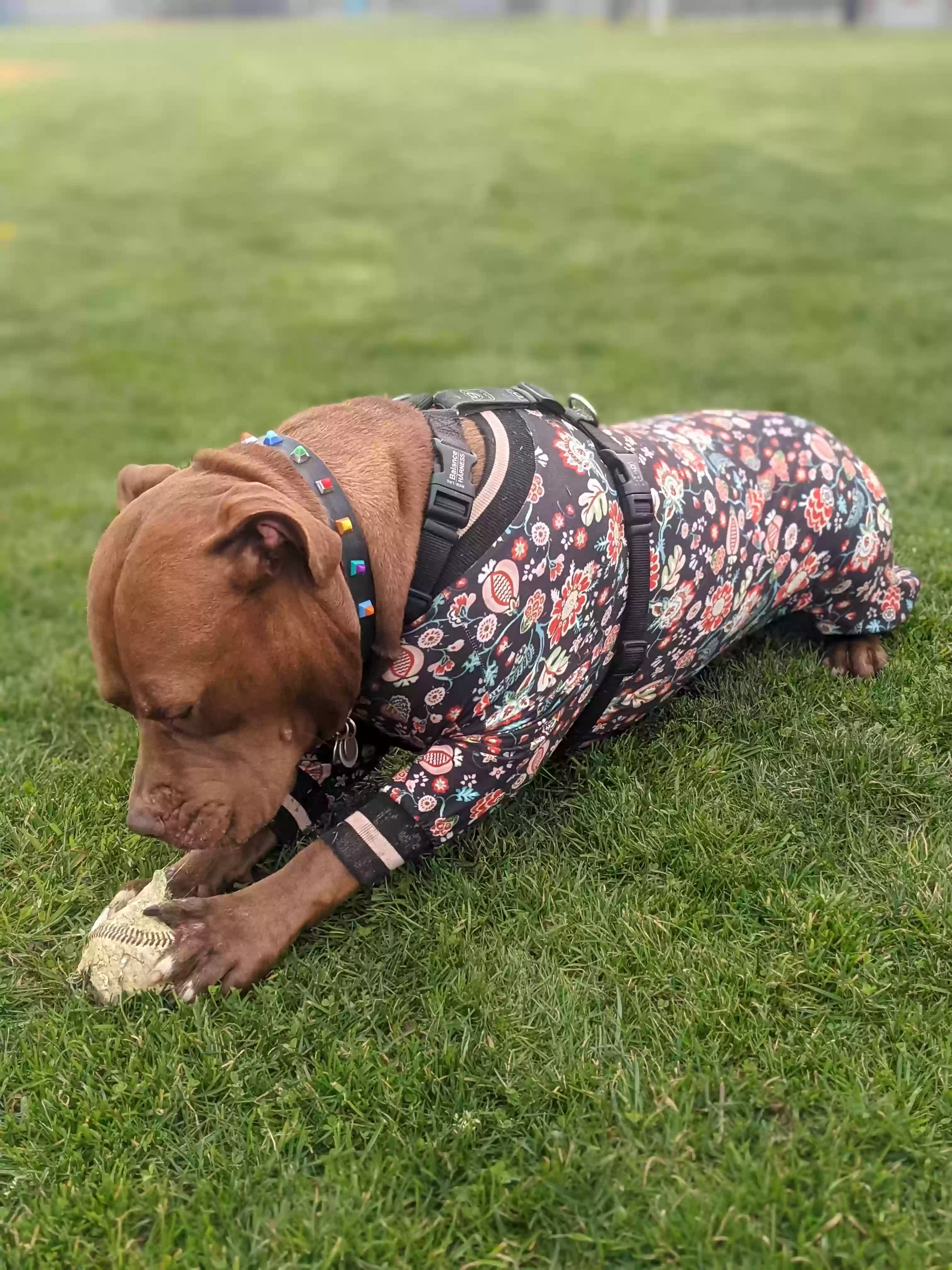 adoptable Dog in Portland,OR named Potato