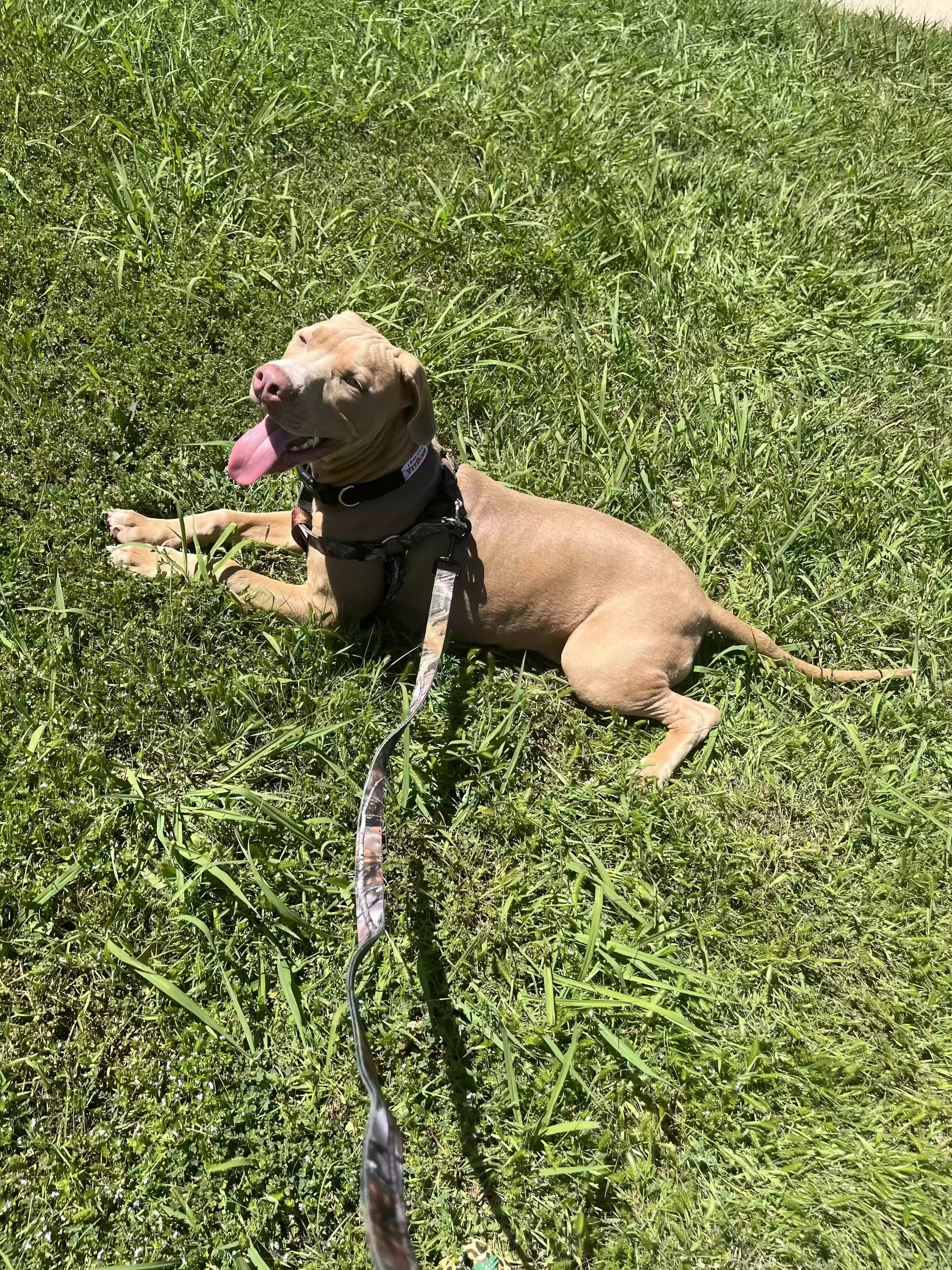 adoptable Dog in Fort Hood,TX named zeus