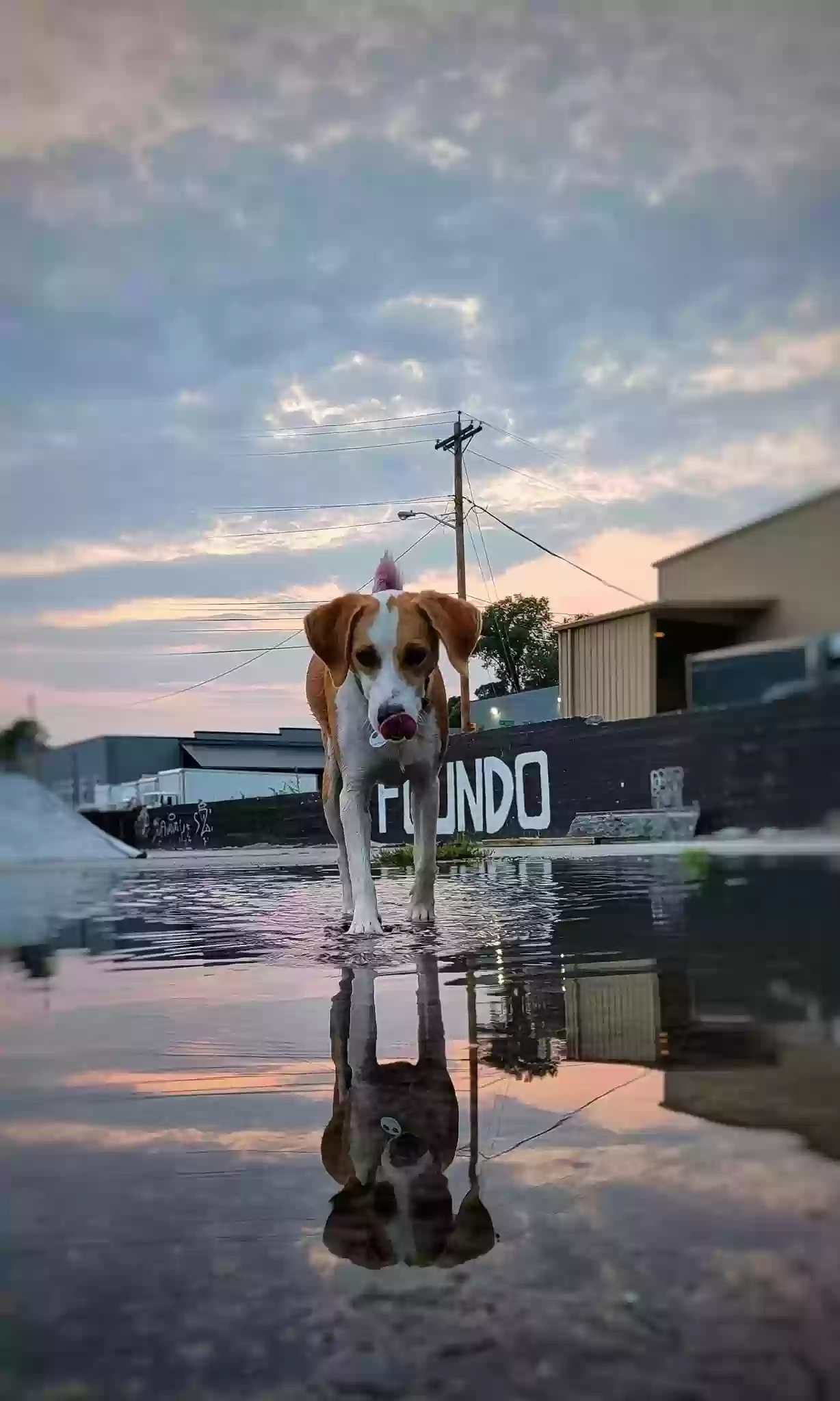 adoptable Dog in Roanoke,VA named Dexter