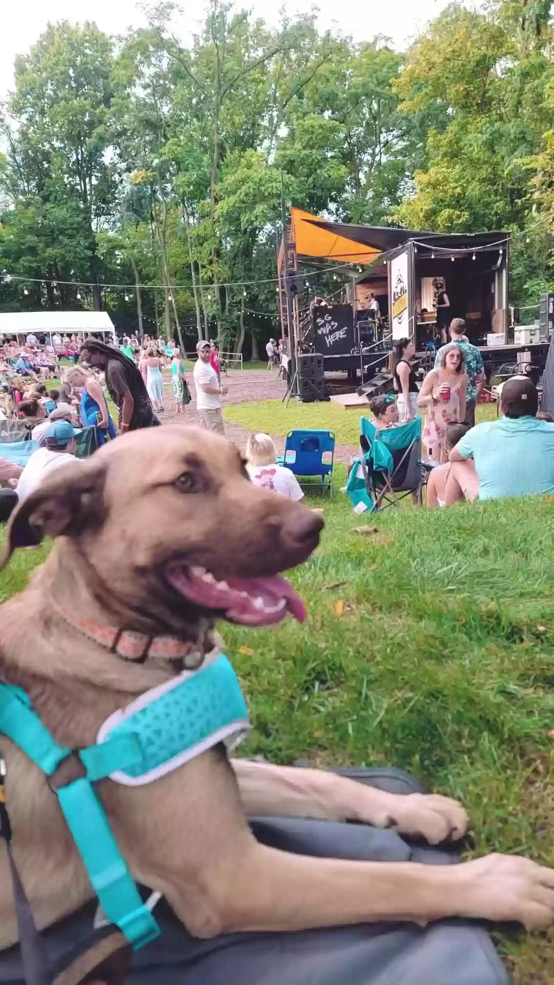 adoptable Dog in Roanoke,VA named Willow