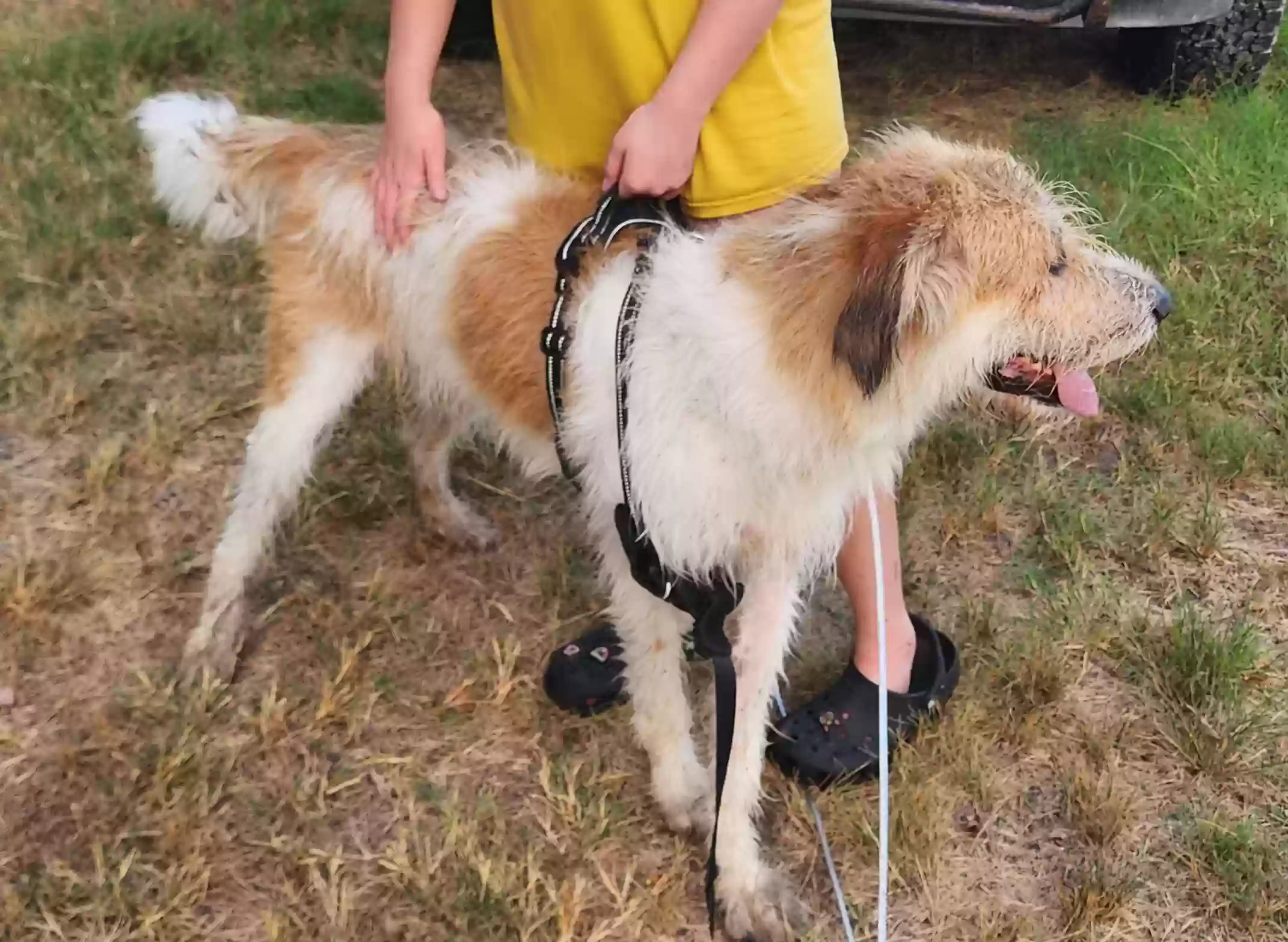 adoptable Dog in Blue Ridge,TX named DUKE