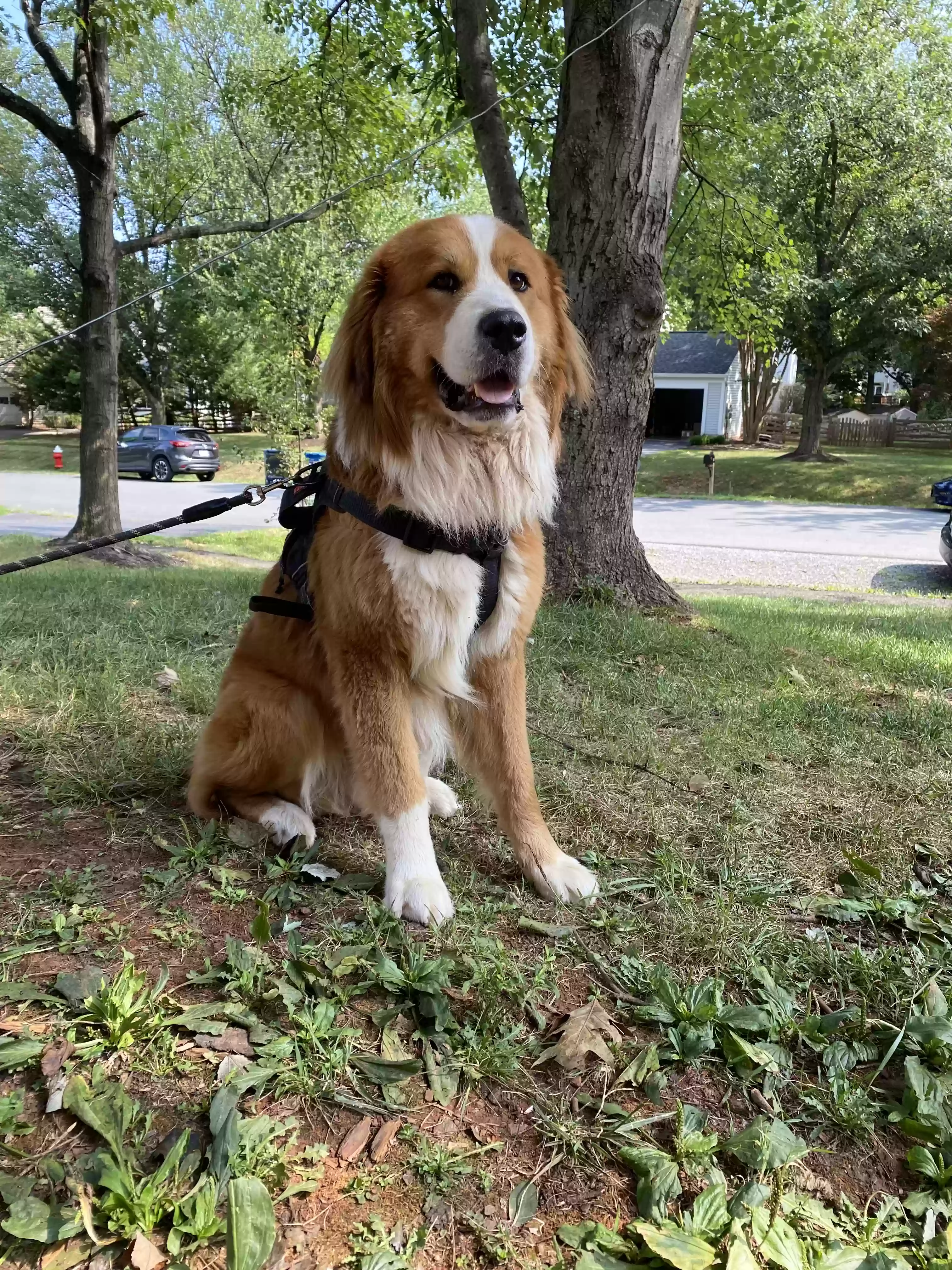 adoptable Dog in Sterling,VA named Moose