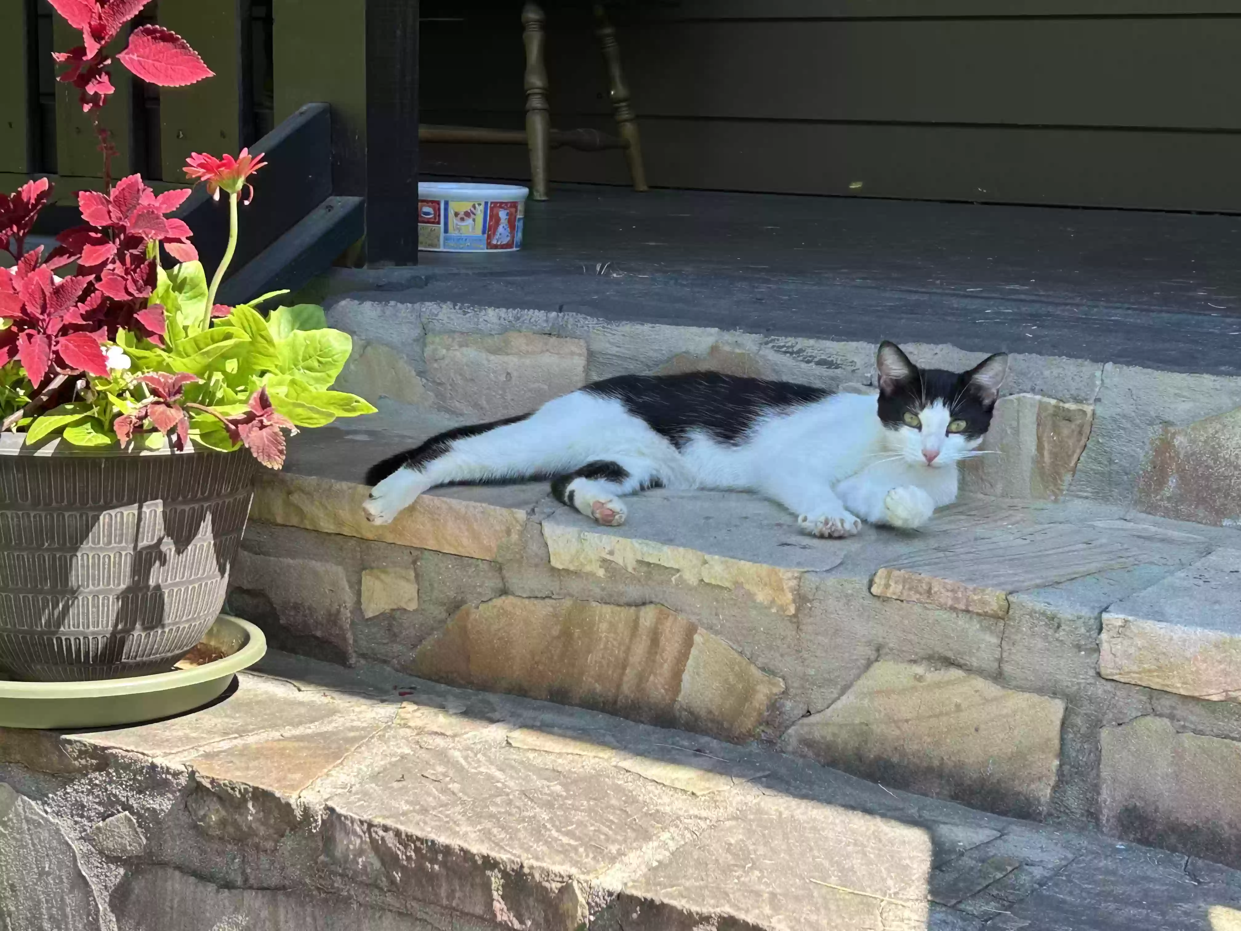 adoptable Cat in Lashmeet,WV named Annie ( orphan )