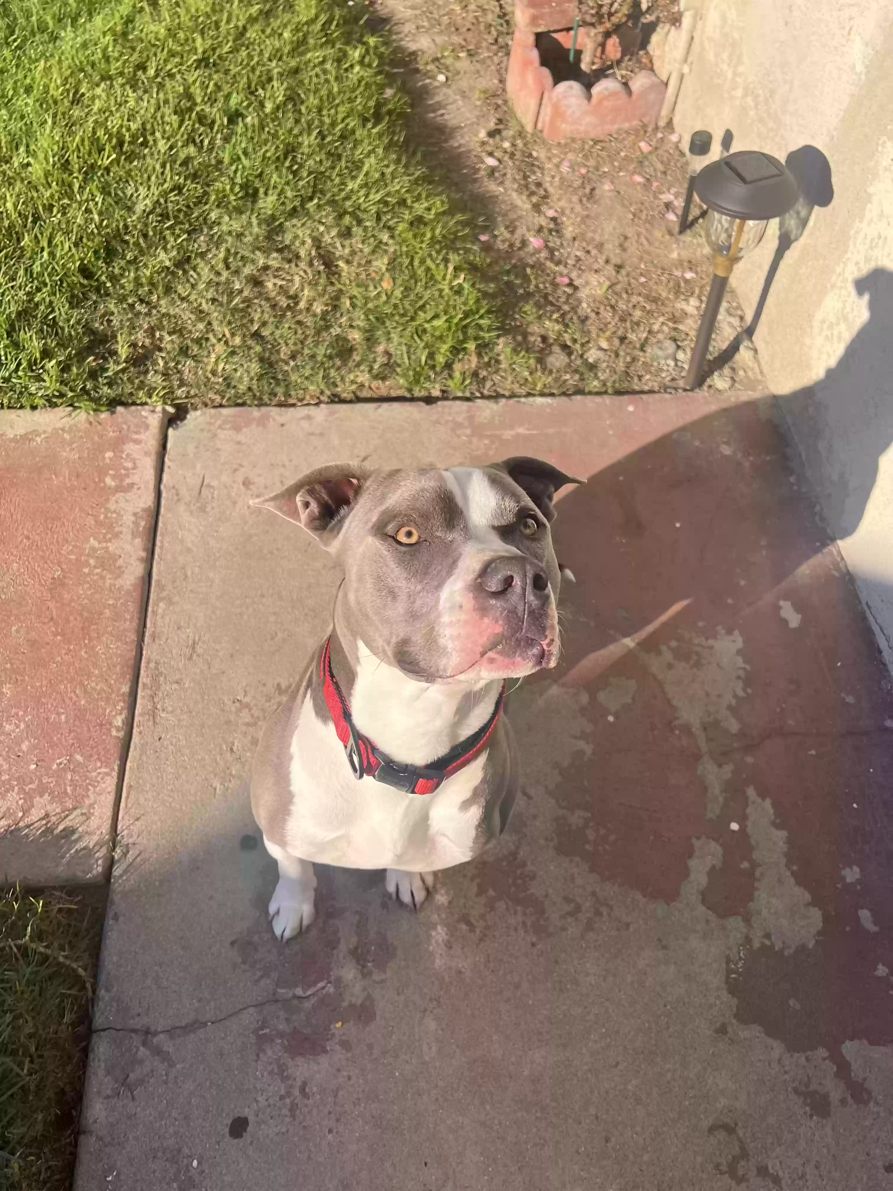 adoptable Dog in Ontario,CA named Huncho