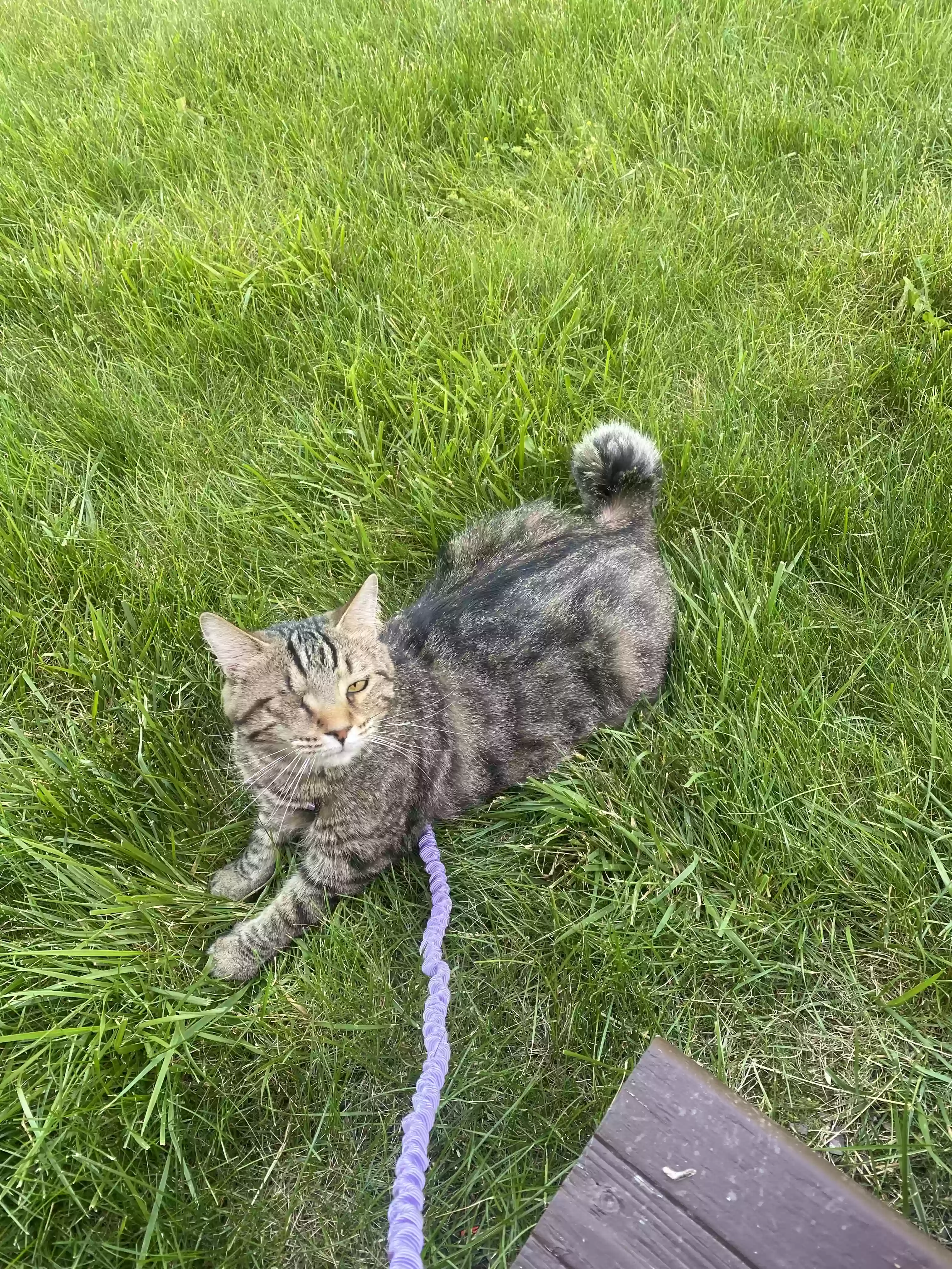 adoptable Cat in Mc Donald,PA named Ziggy Stardust