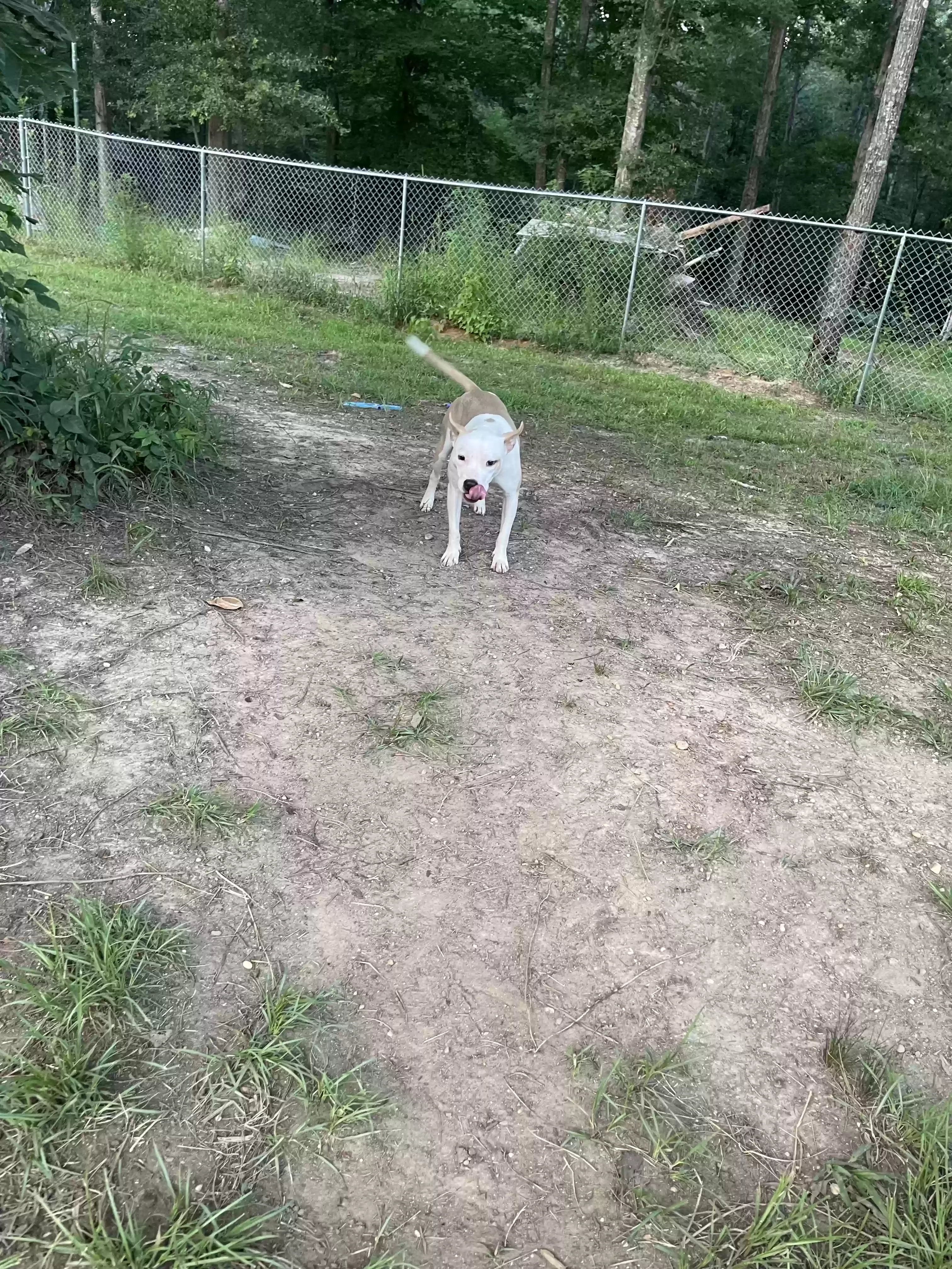 adoptable Dog in Morton,MS named Apollo