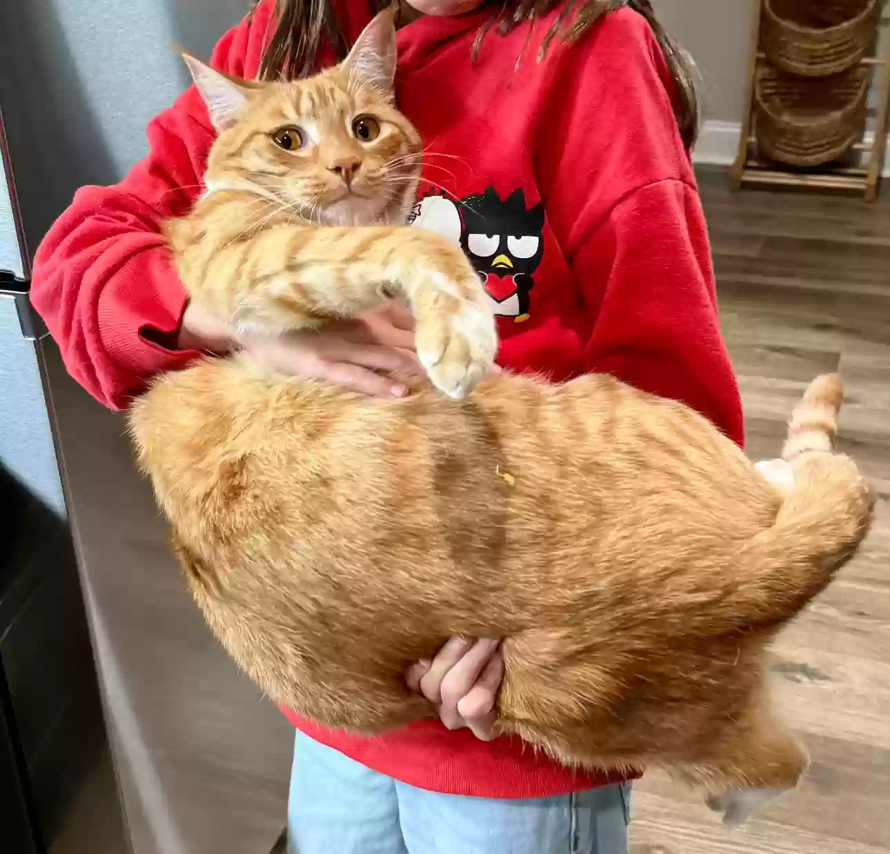 adoptable Cat in Johnson City,TN named Hawkins