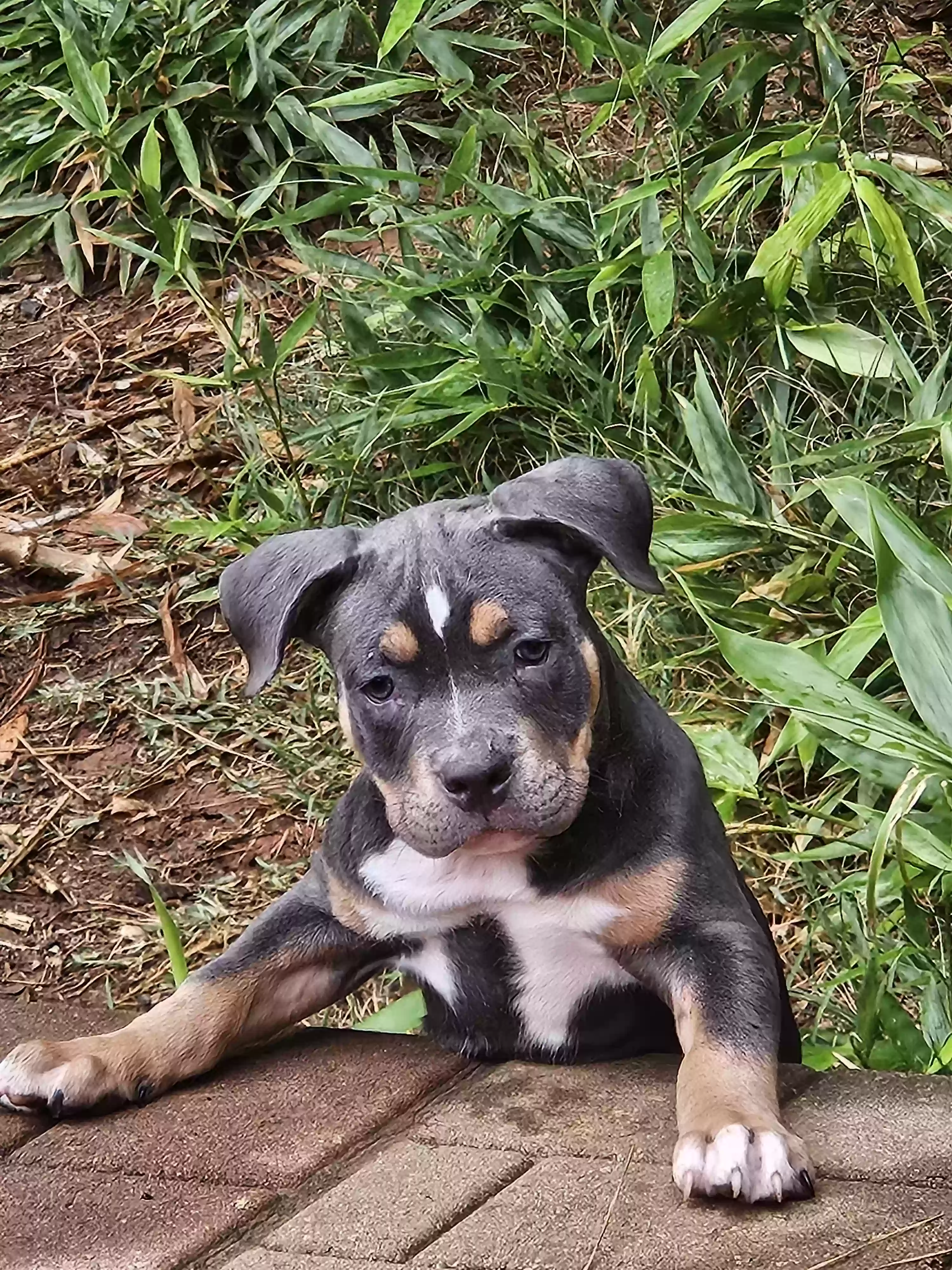 adoptable Dog in Garner,NC named Spotty