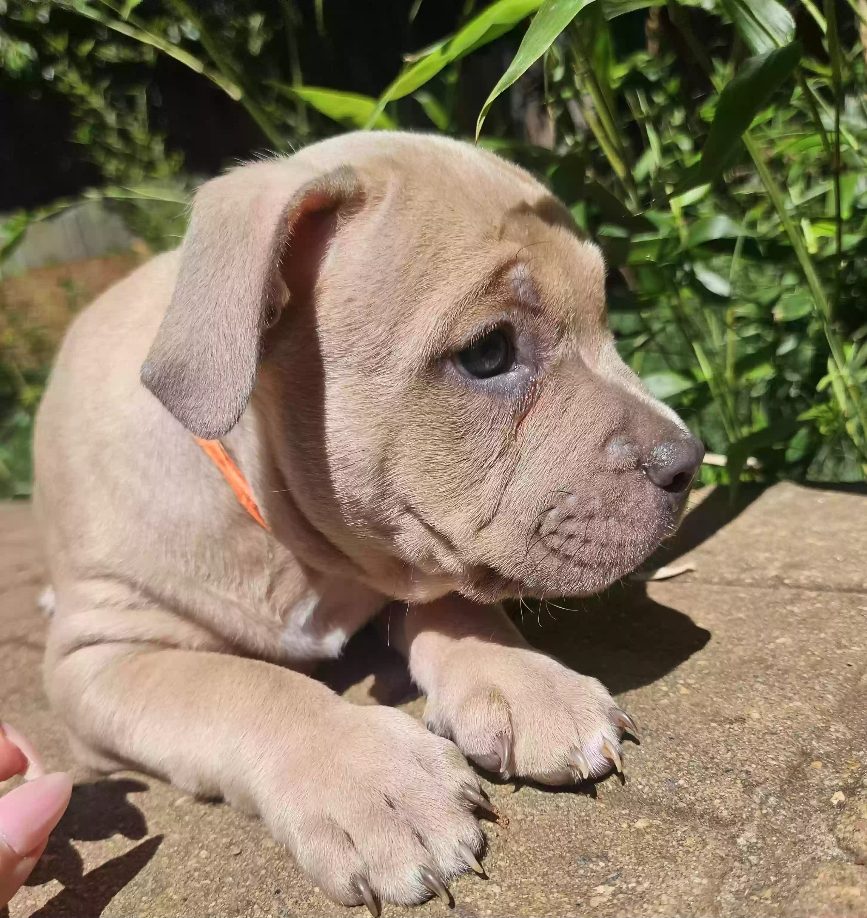 adoptable Dog in Garner,NC named Rick