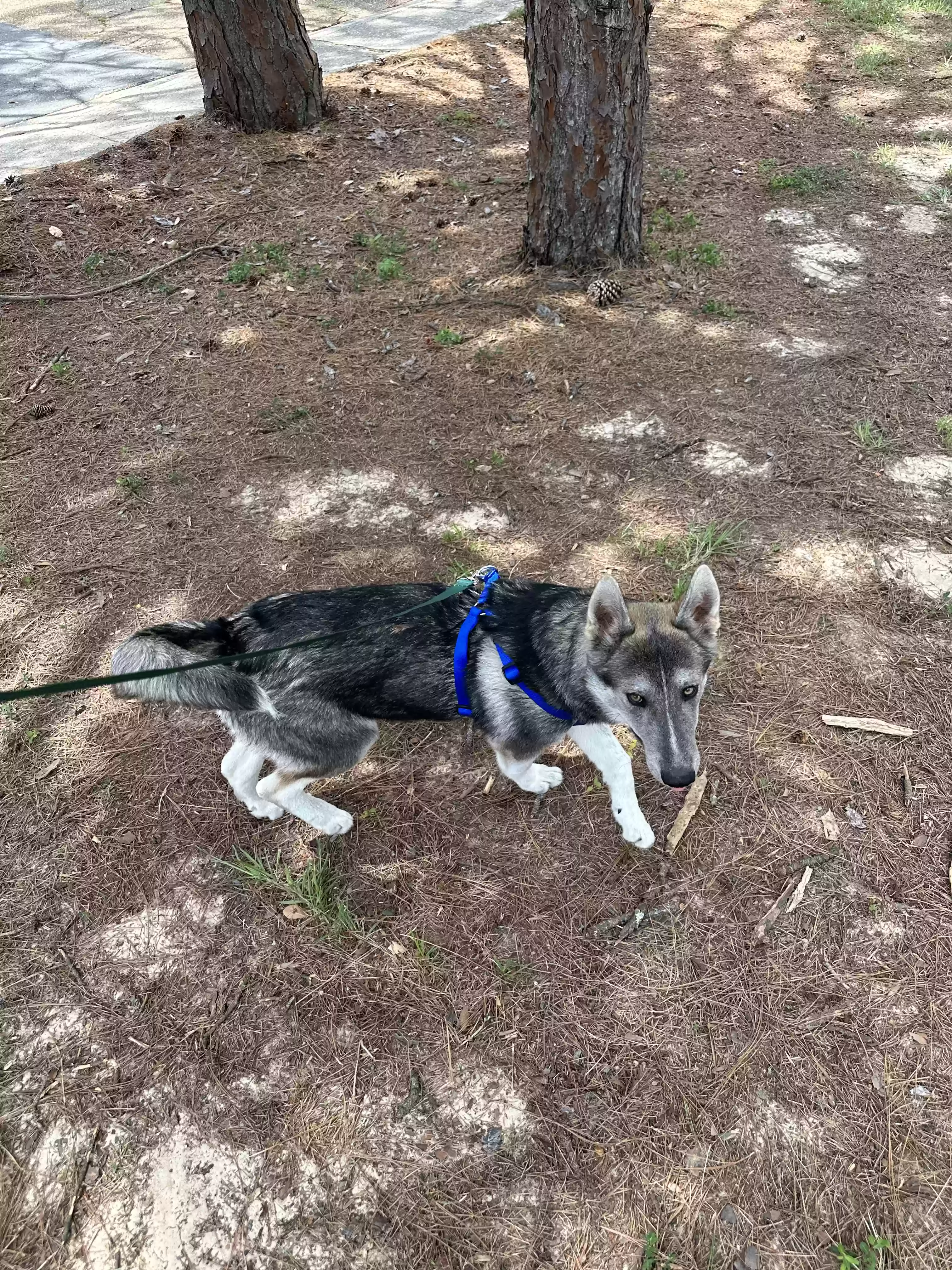 adoptable Dog in Fort Polk,LA named Phoenix