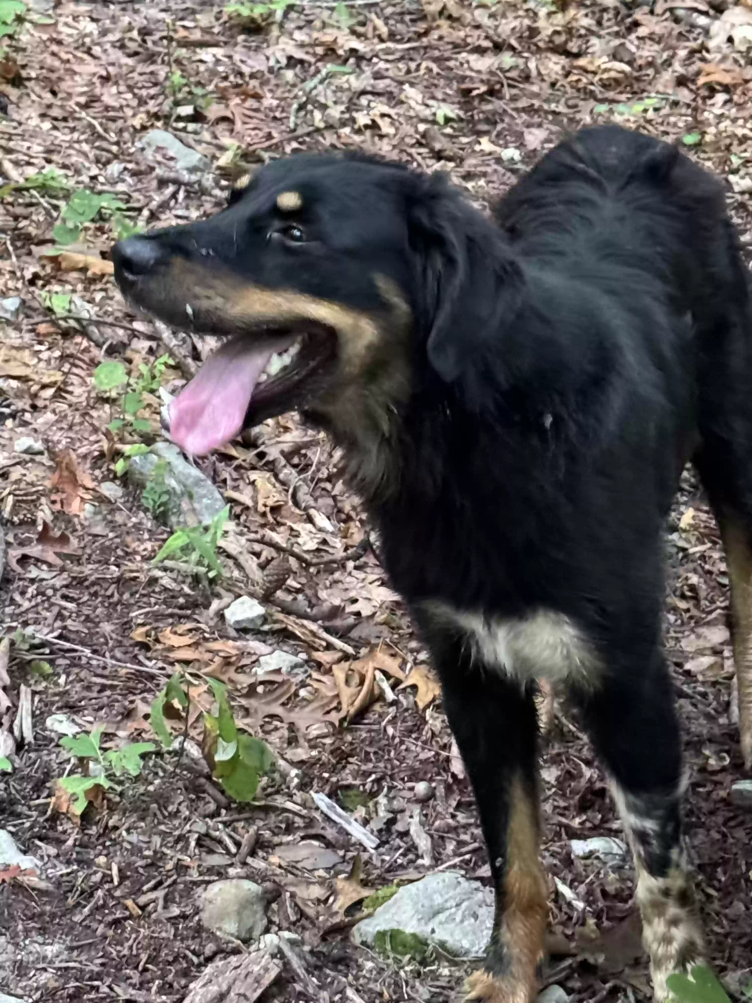 adoptable Dog in New Castle,VA named Shy