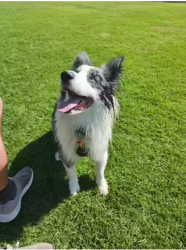 adoptable Dog in Huntington Beach,CA named Blu