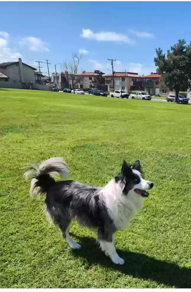 adoptable Dog in Huntington Beach,CA named Blu