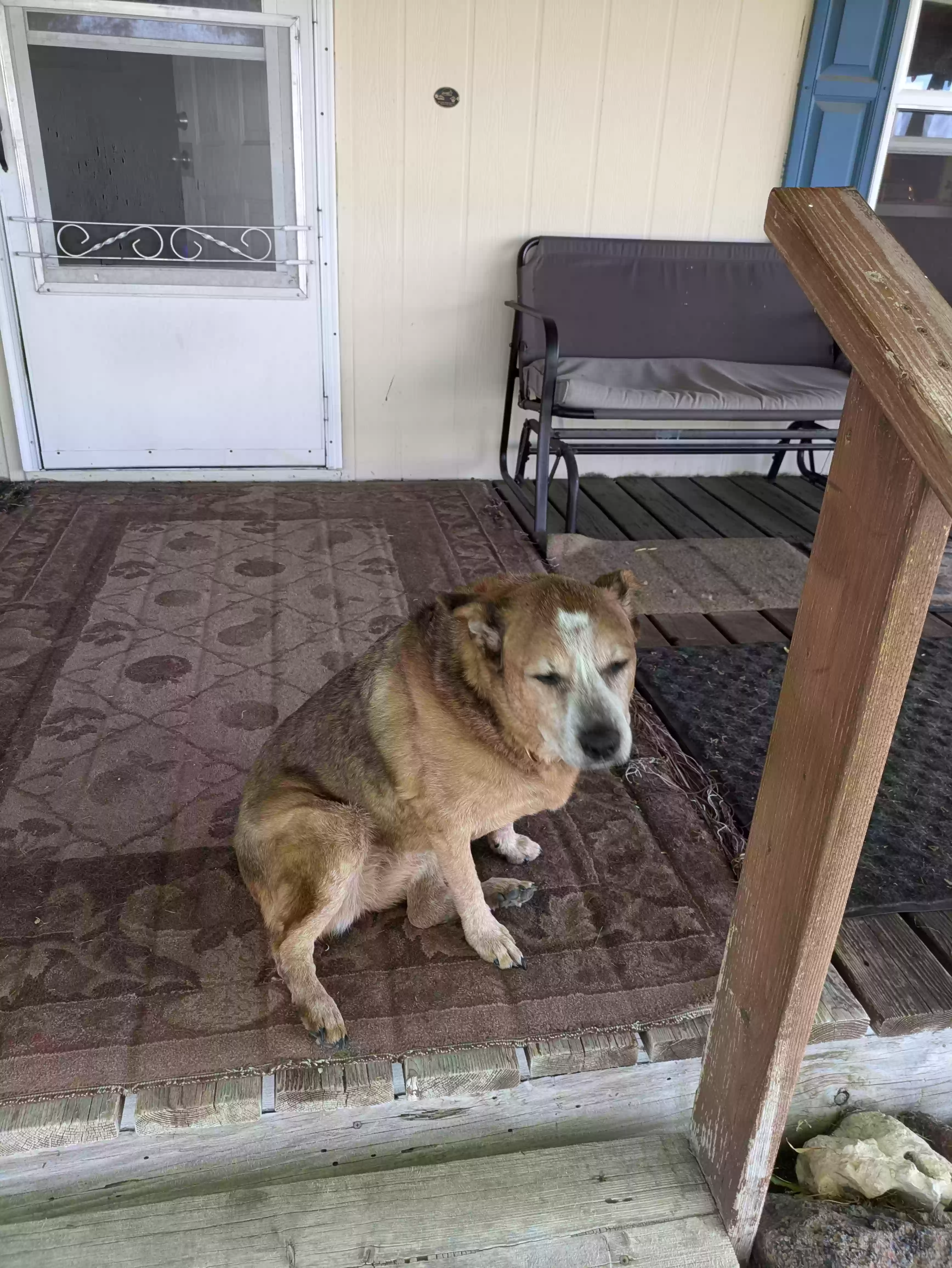 adoptable Dog in Arco,ID named Brenda