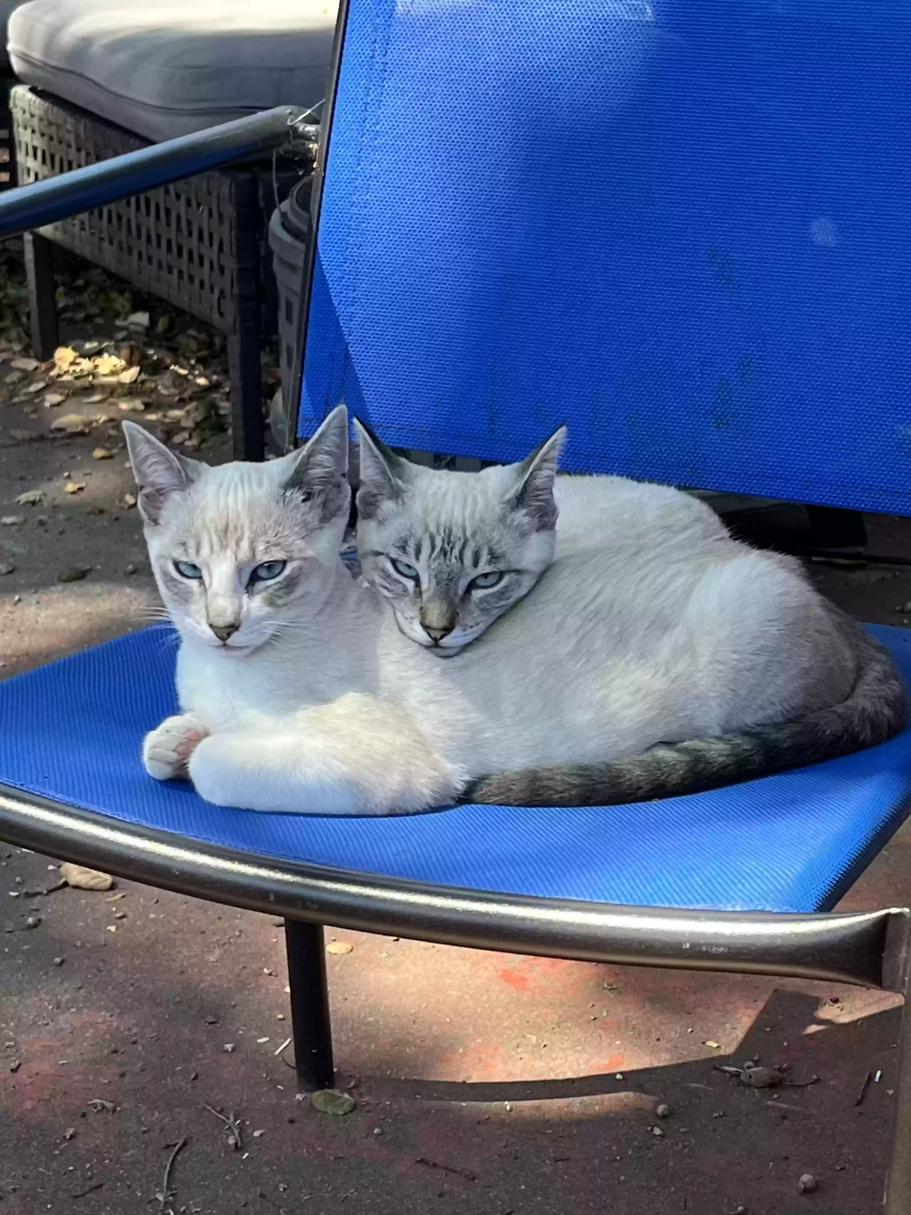 adoptable Cat in Richmond,CA named 