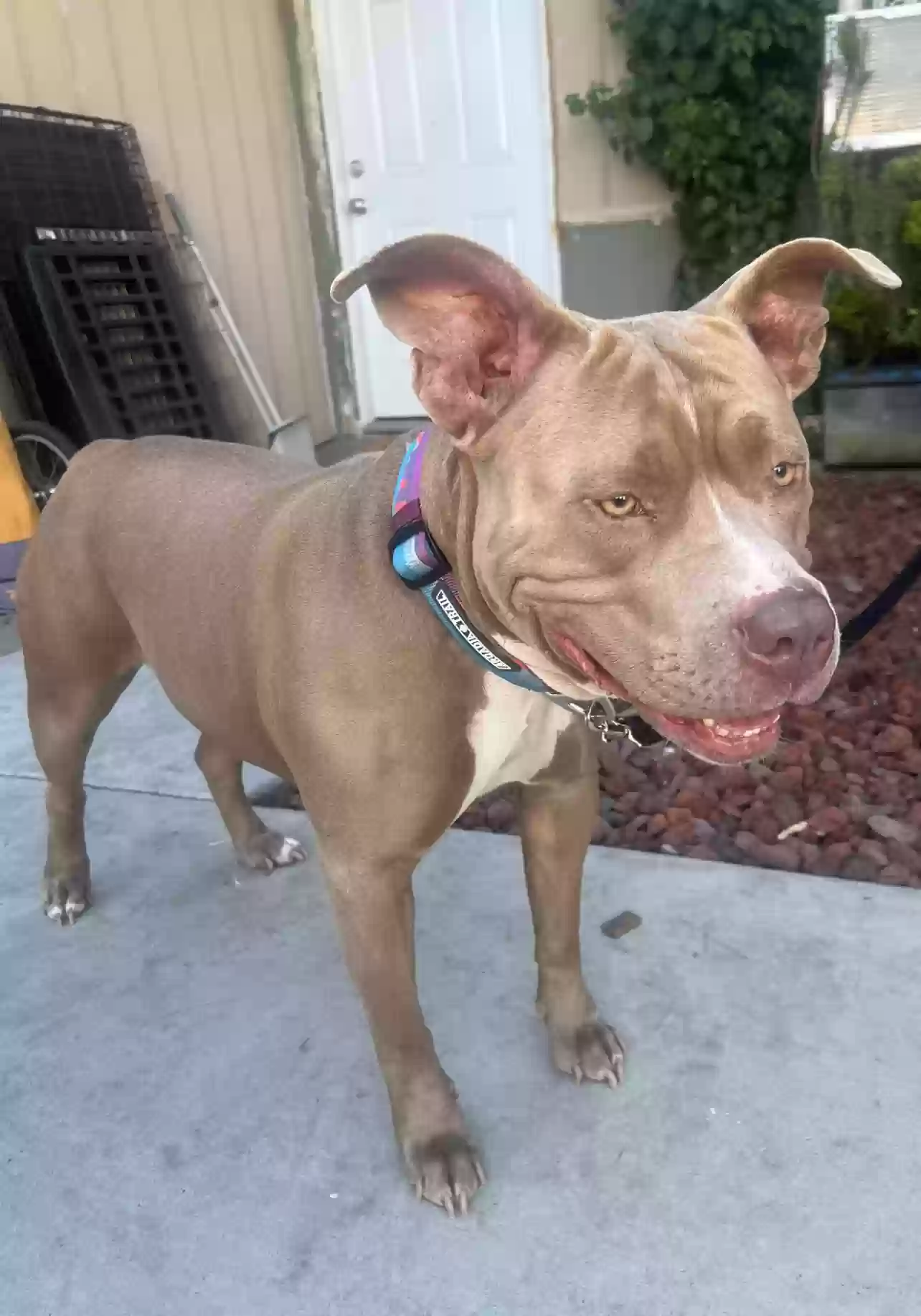 adoptable Dog in San Jose,CA named Red