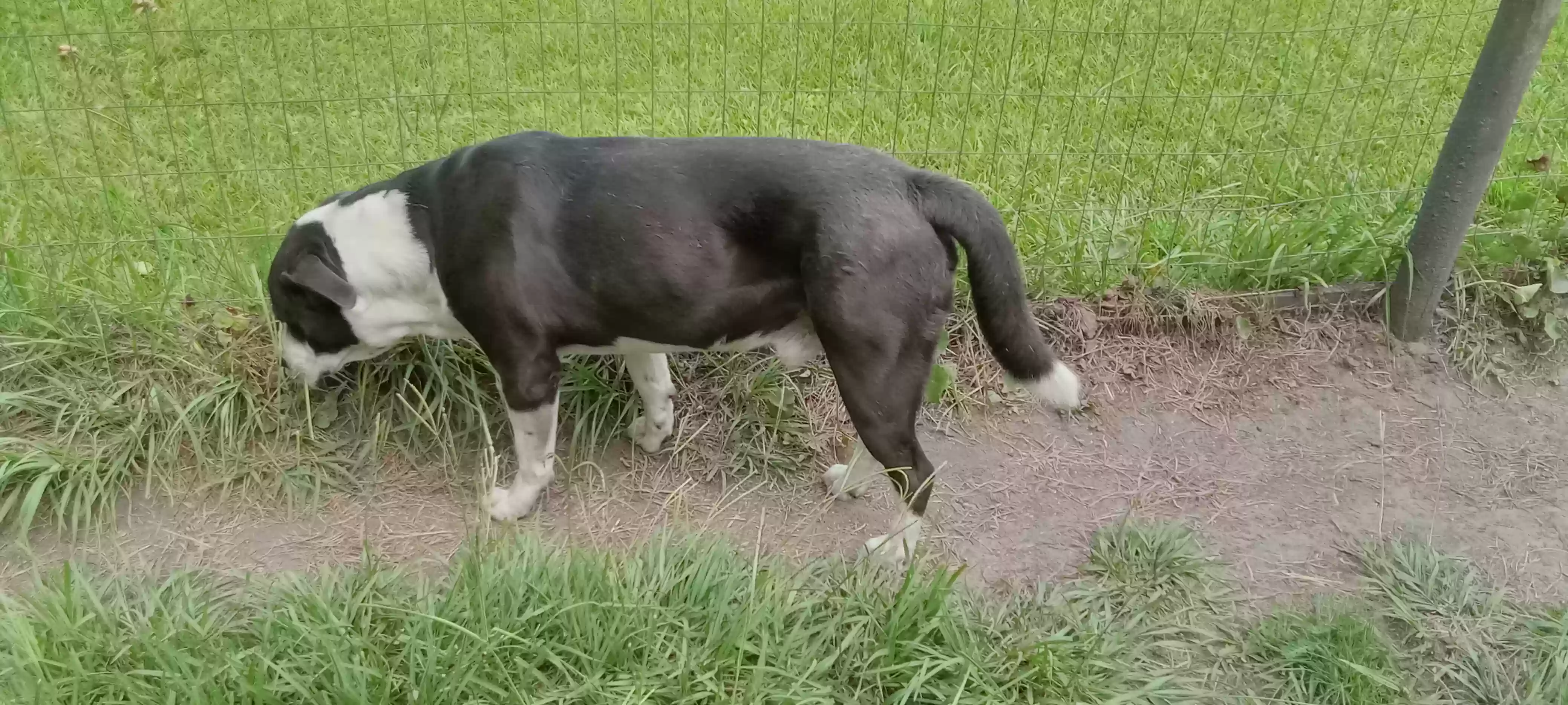 adoptable Dog in Baxley,GA named Max