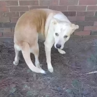 adoptable Dog in Baxley,GA named Charles