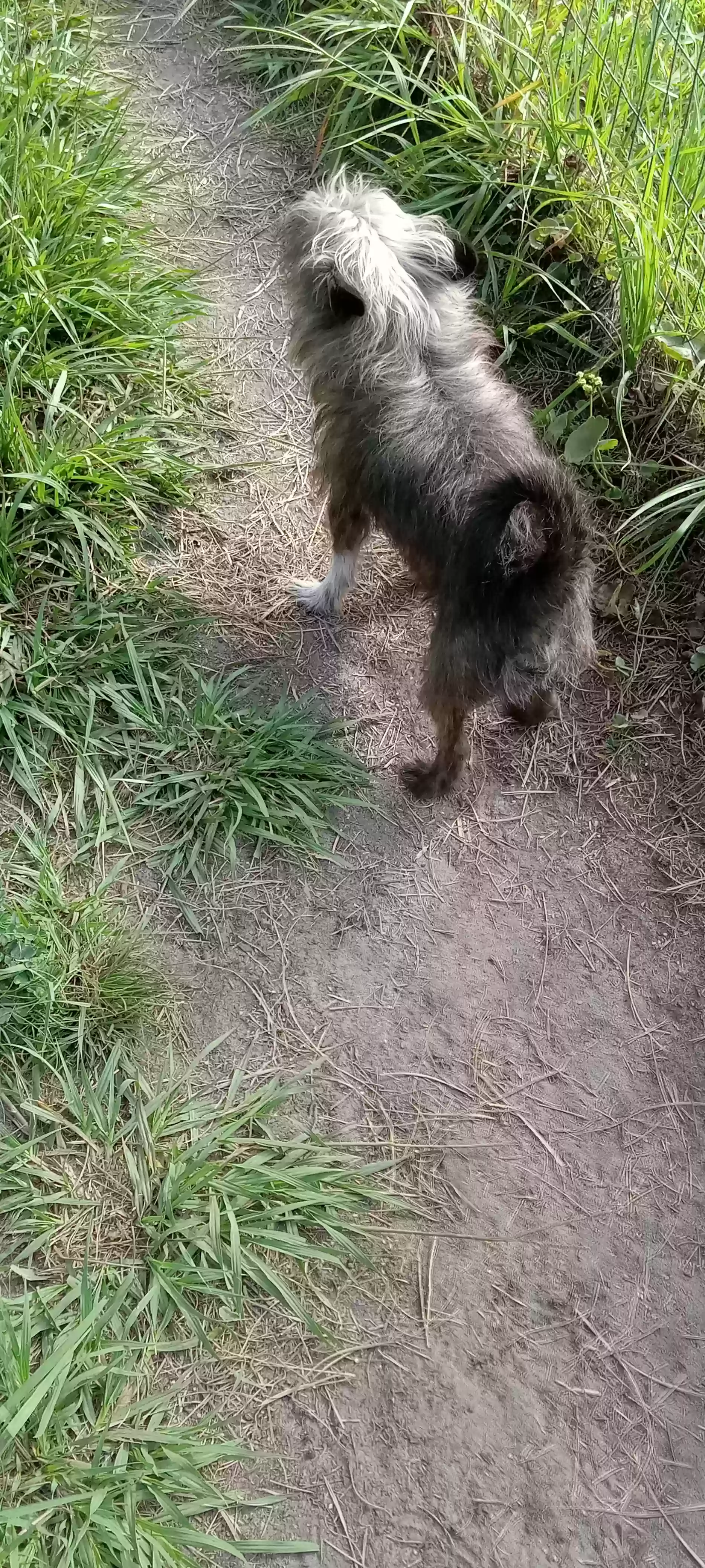 adoptable Dog in Baxley,GA named Boo Boo