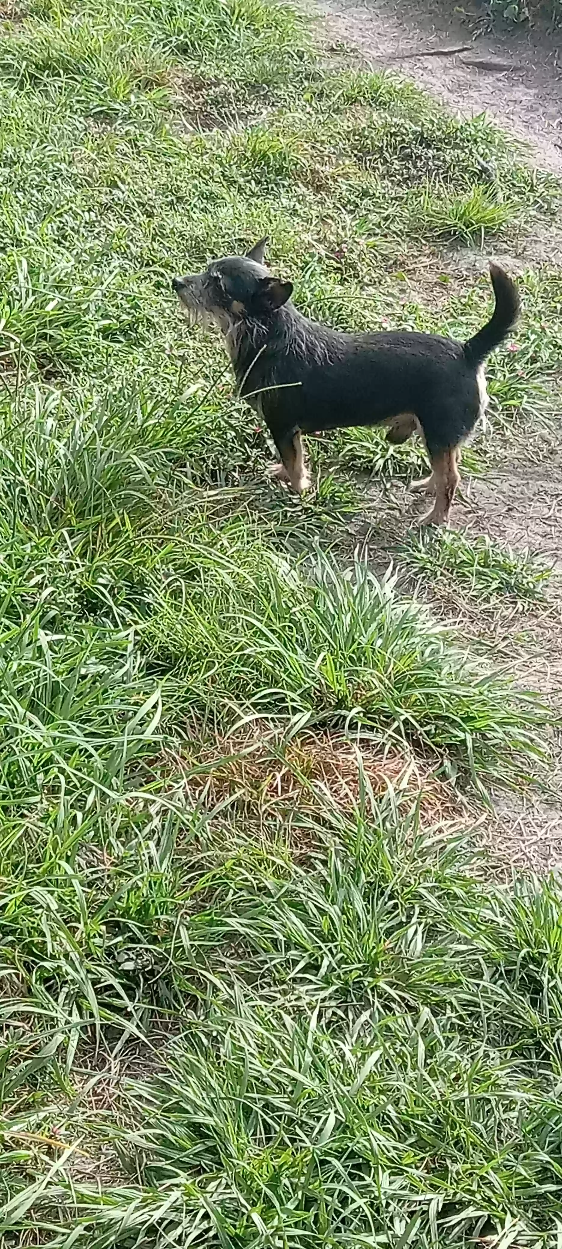 adoptable Dog in Baxley,GA named Pebo