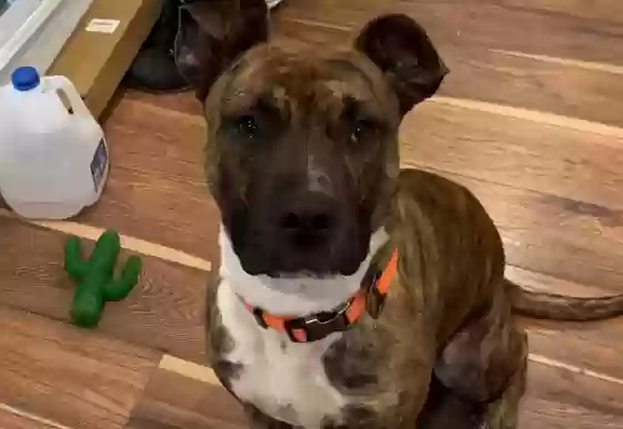 adoptable Dog in Glenside,PA named Finn