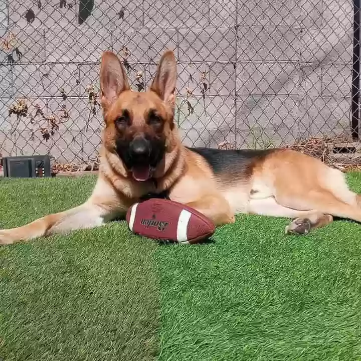 adoptable Dog in Phoenix,AZ named Bear