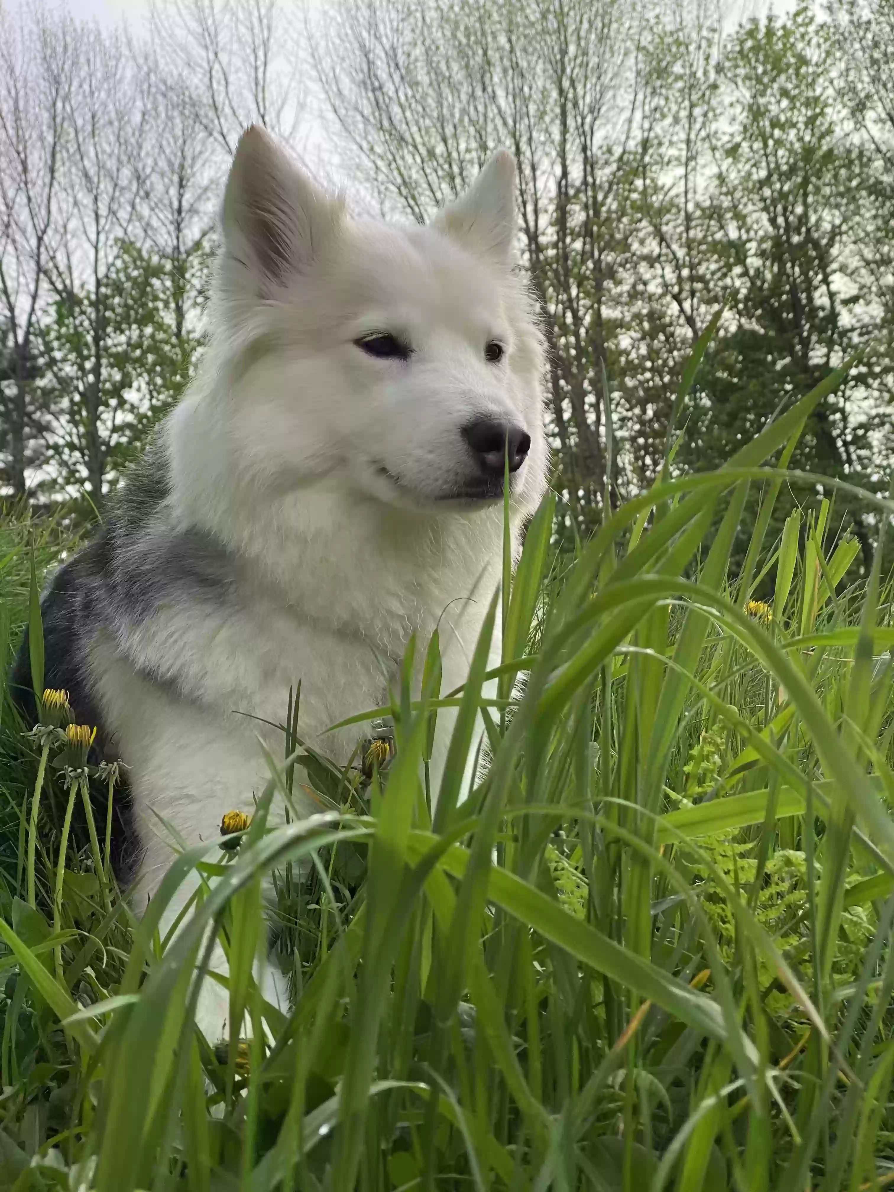 adoptable Dog in Bangor,ME named Akira