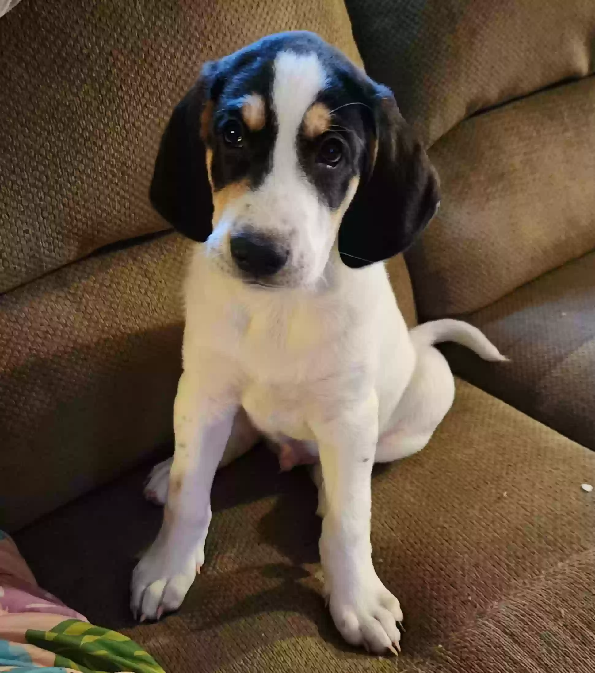 adoptable Dog in Harrah,OK named Duck