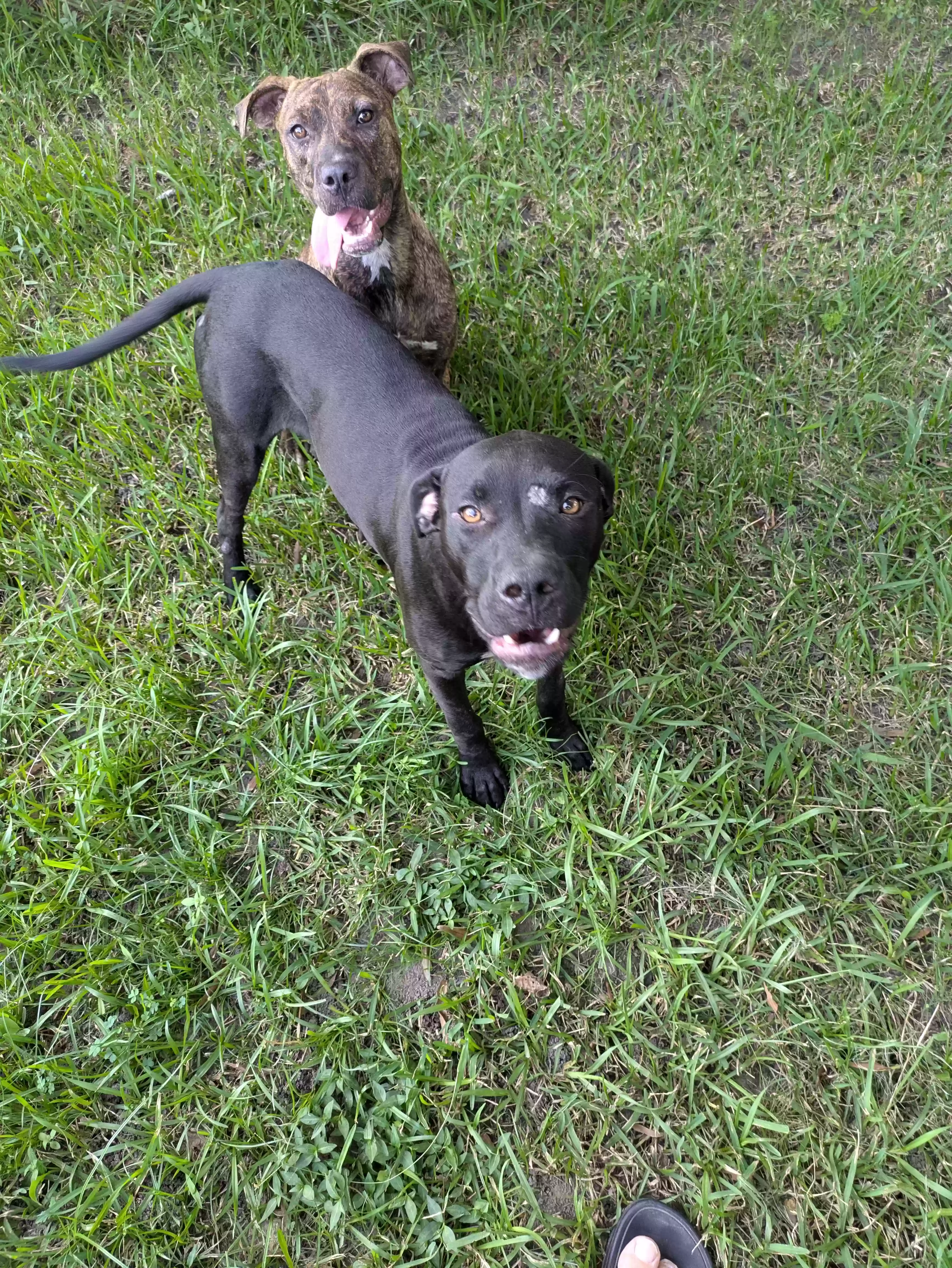 adoptable Dog in Iowa,LA named Princess