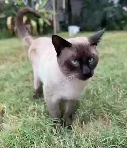 adoptable Cat in Fullerton,CA named Jack