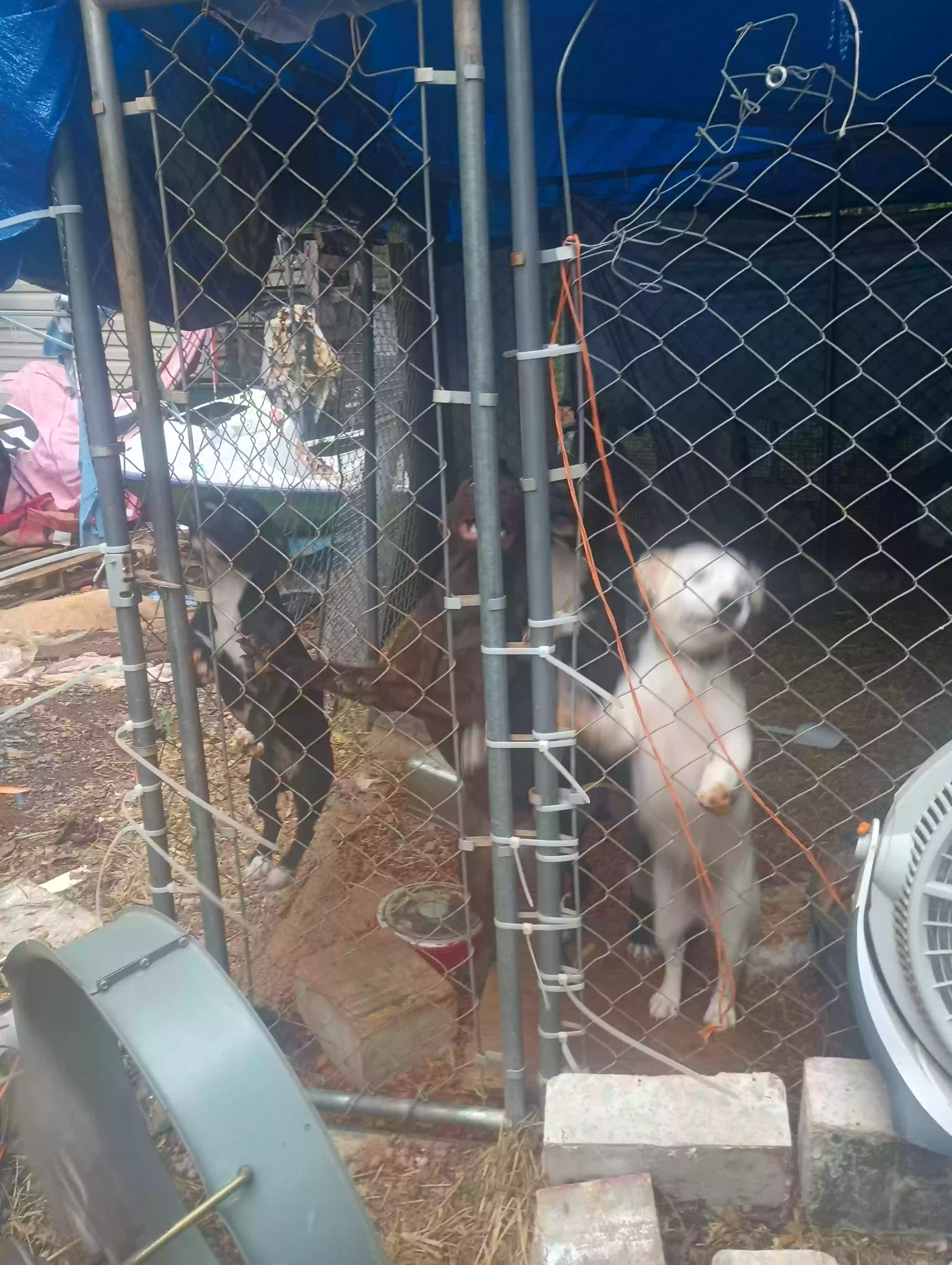 adoptable Dog in Gainesville,GA named Little bit