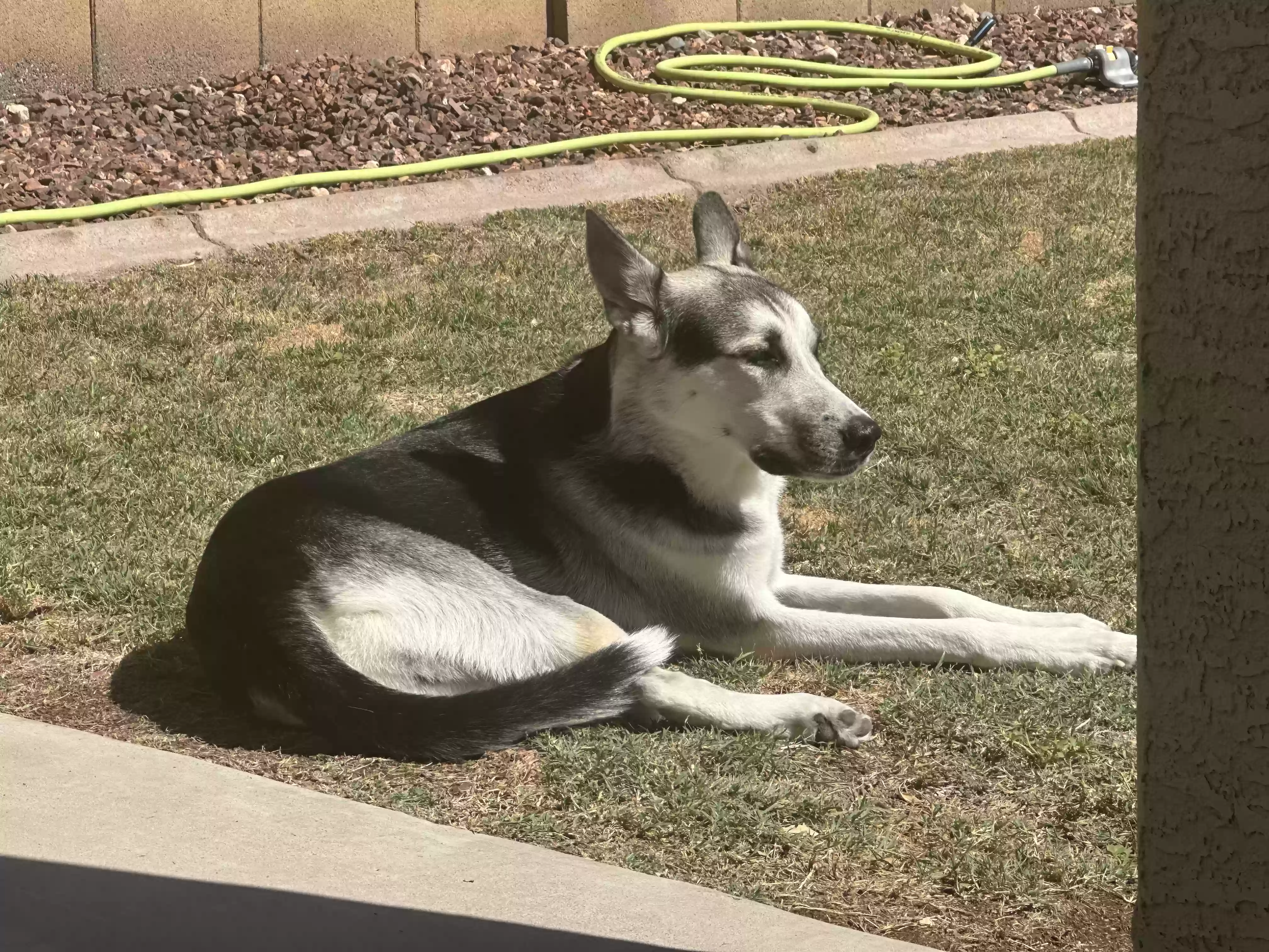 adoptable Dog in Litchfield Park,AZ named Ozzy