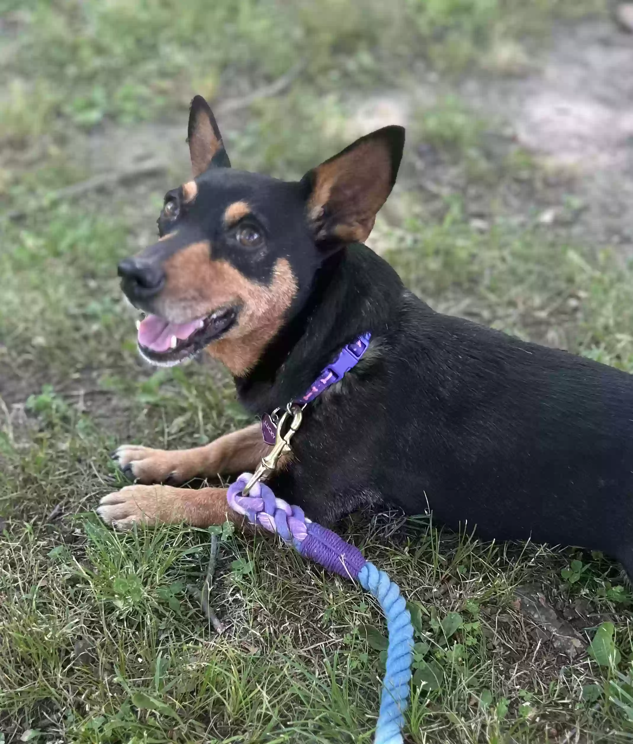 adoptable Dog in Abingdon,VA named 