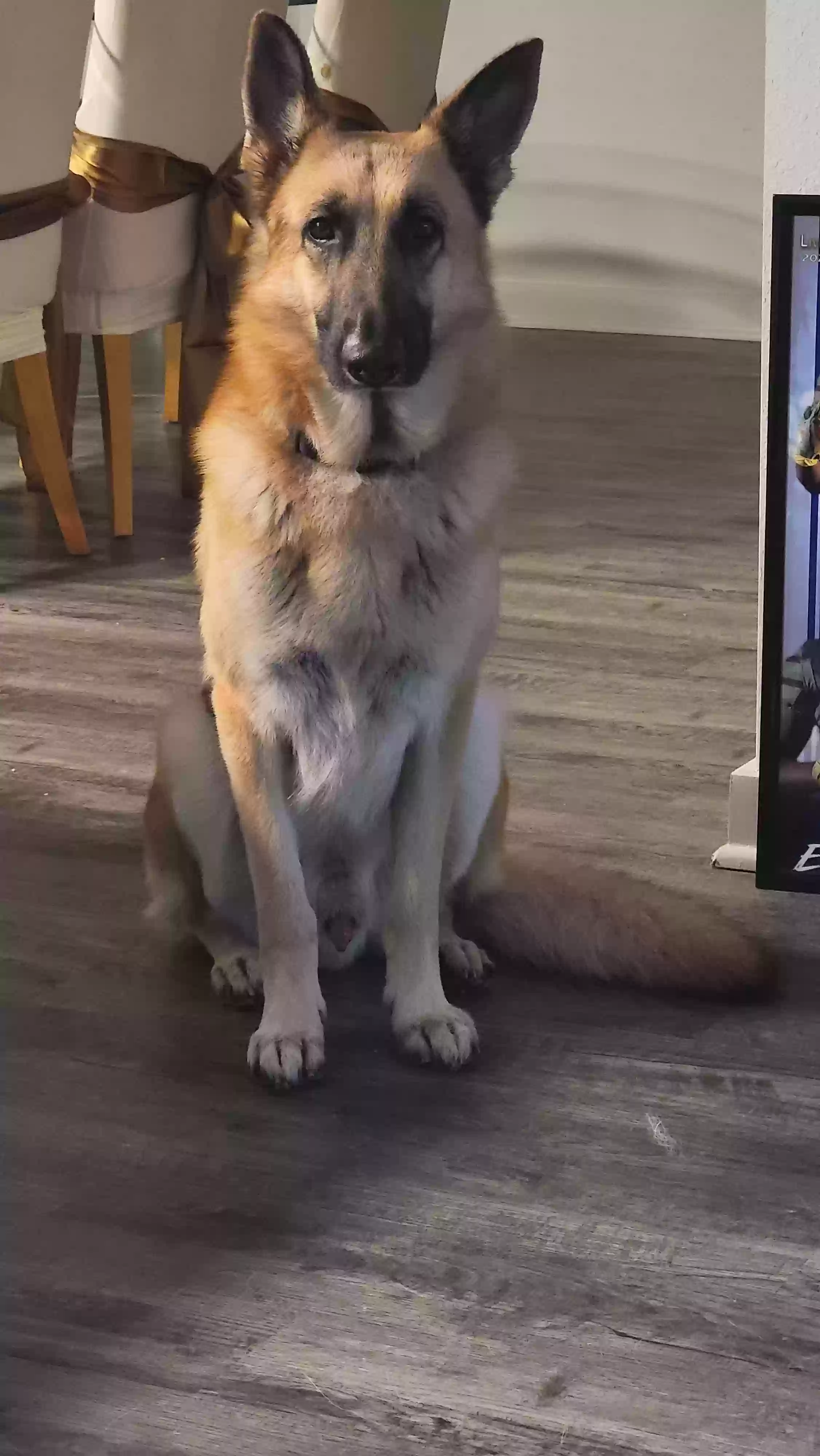 adoptable Dog in New Orleans,LA named 