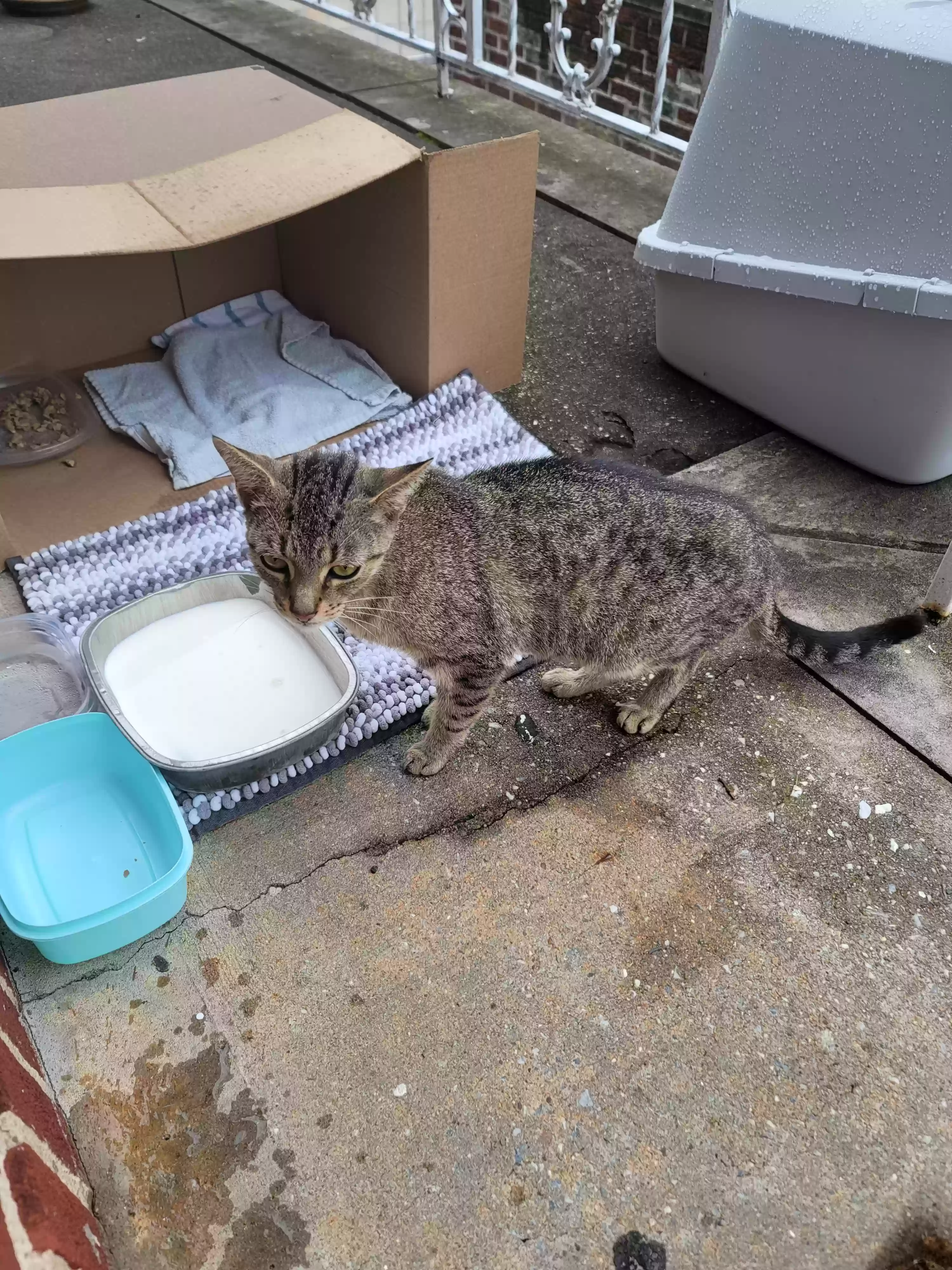 adoptable Cat in South Richmond Hill,NY named 