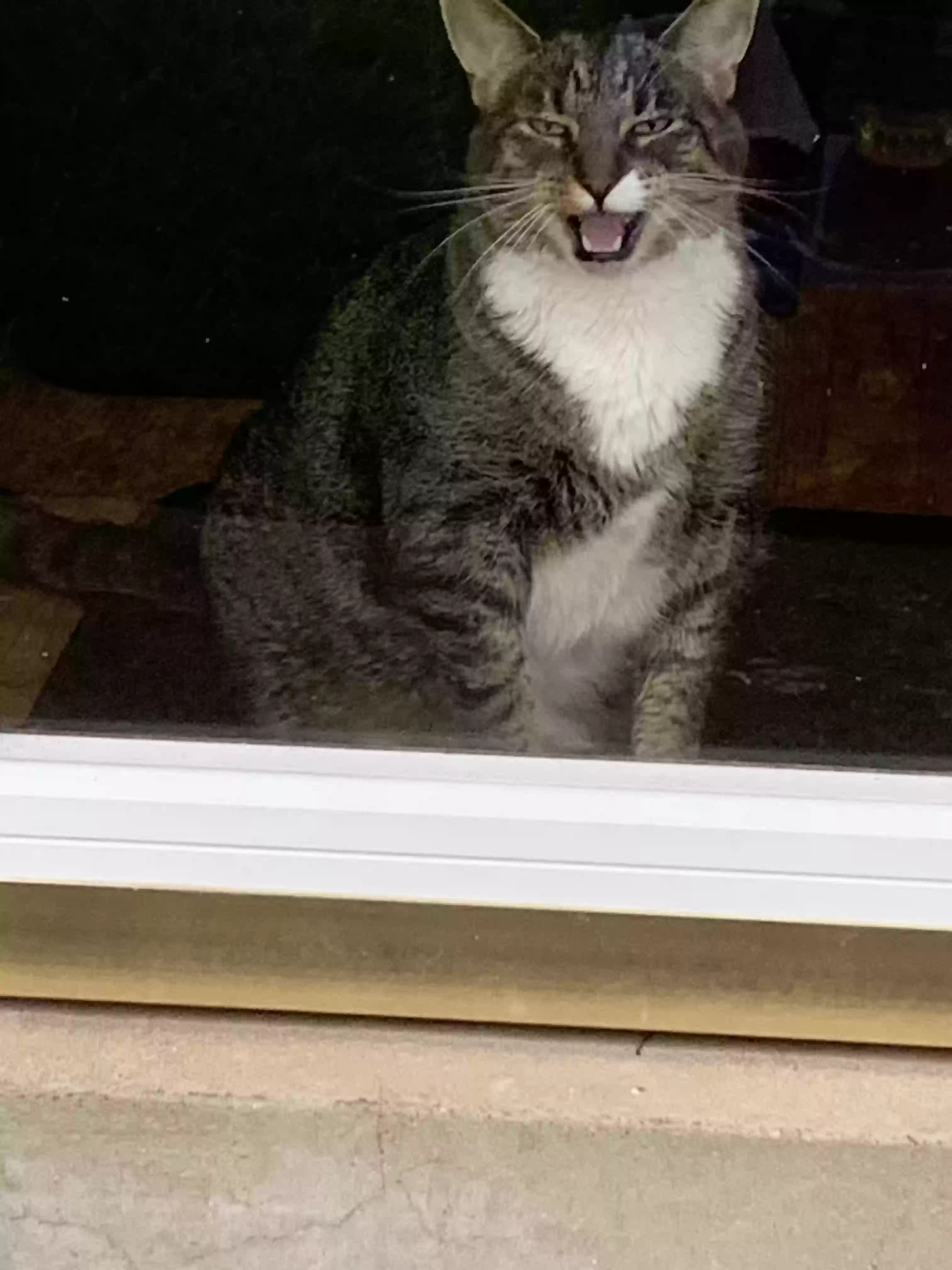 adoptable Cat in Saint Louis,MO named Trey