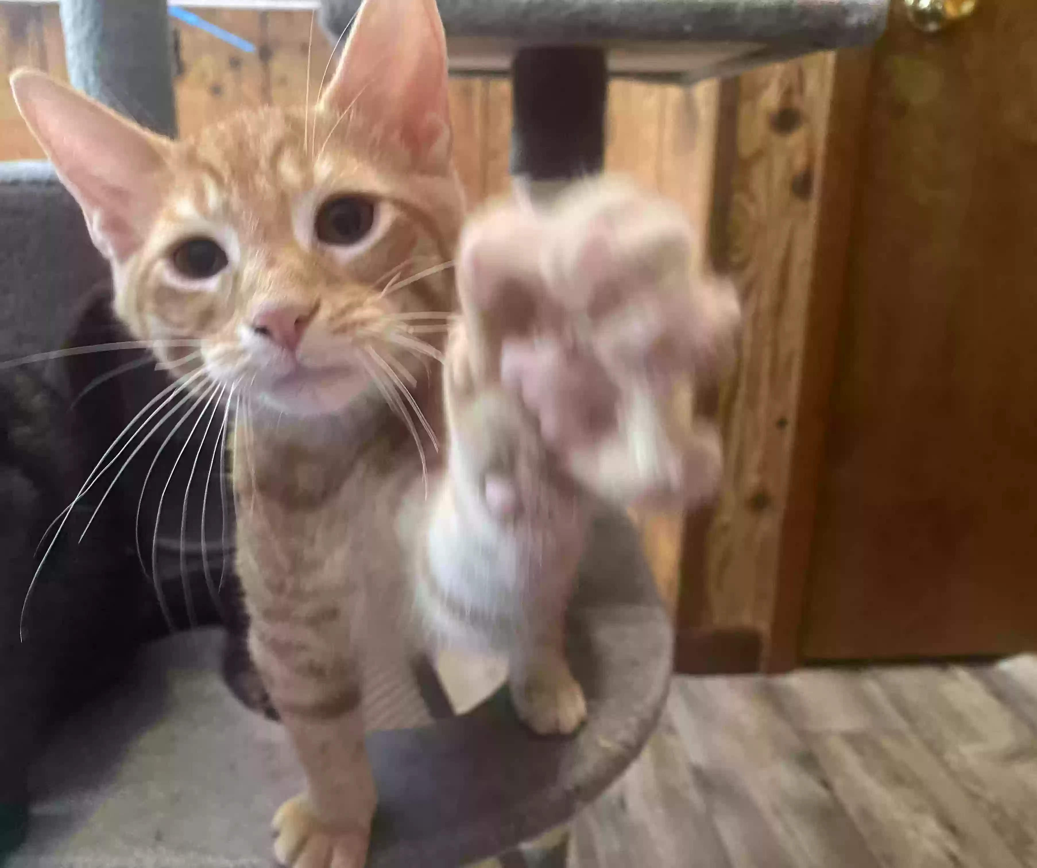 adoptable Cat in Blue Ridge Summit,PA named Jasper