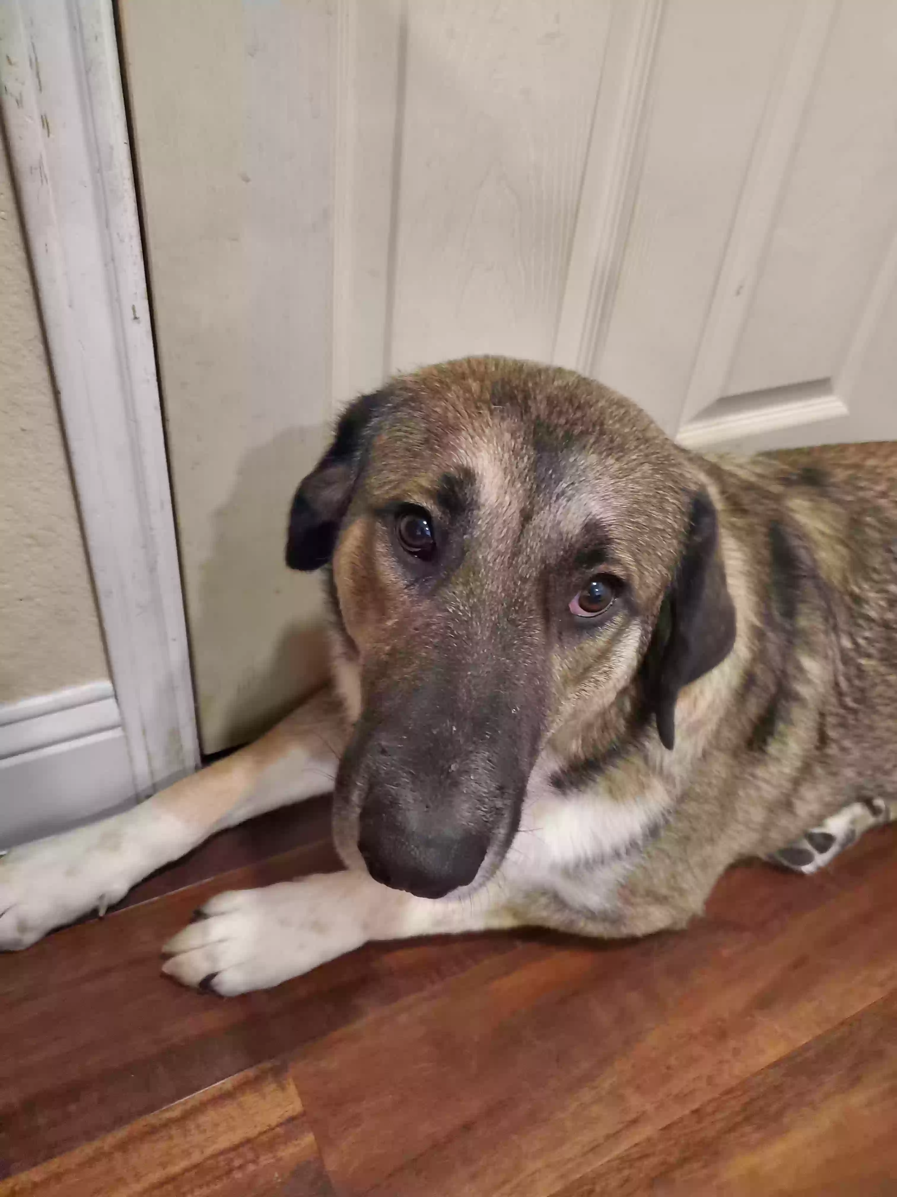 adoptable Dog in Little Elm,TX named Anastasia