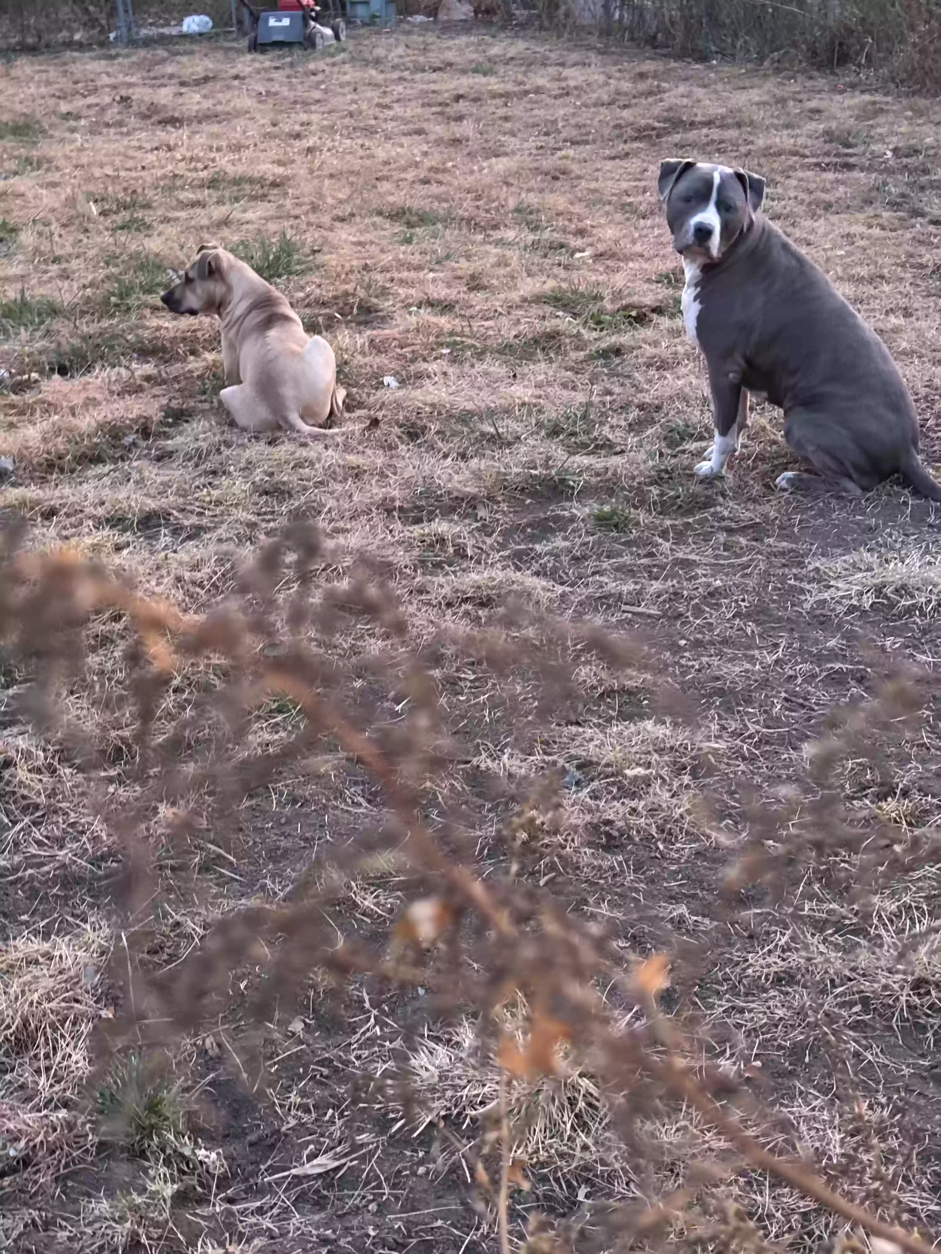 adoptable Dog in Lincoln,NE named Hank Williams