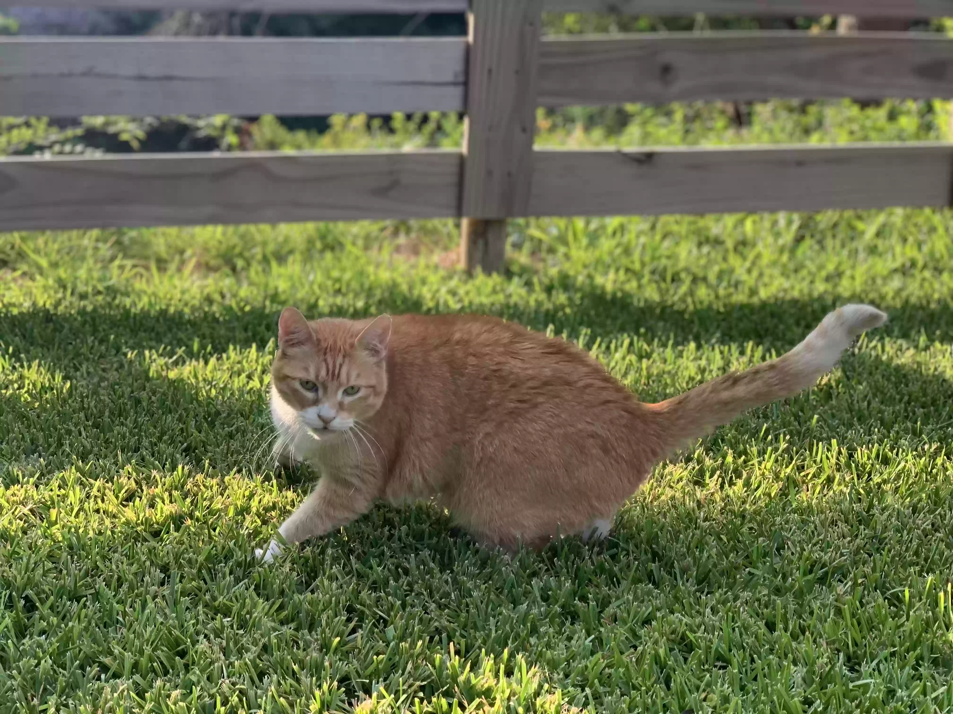 adoptable Cat in Dallas,TX named 