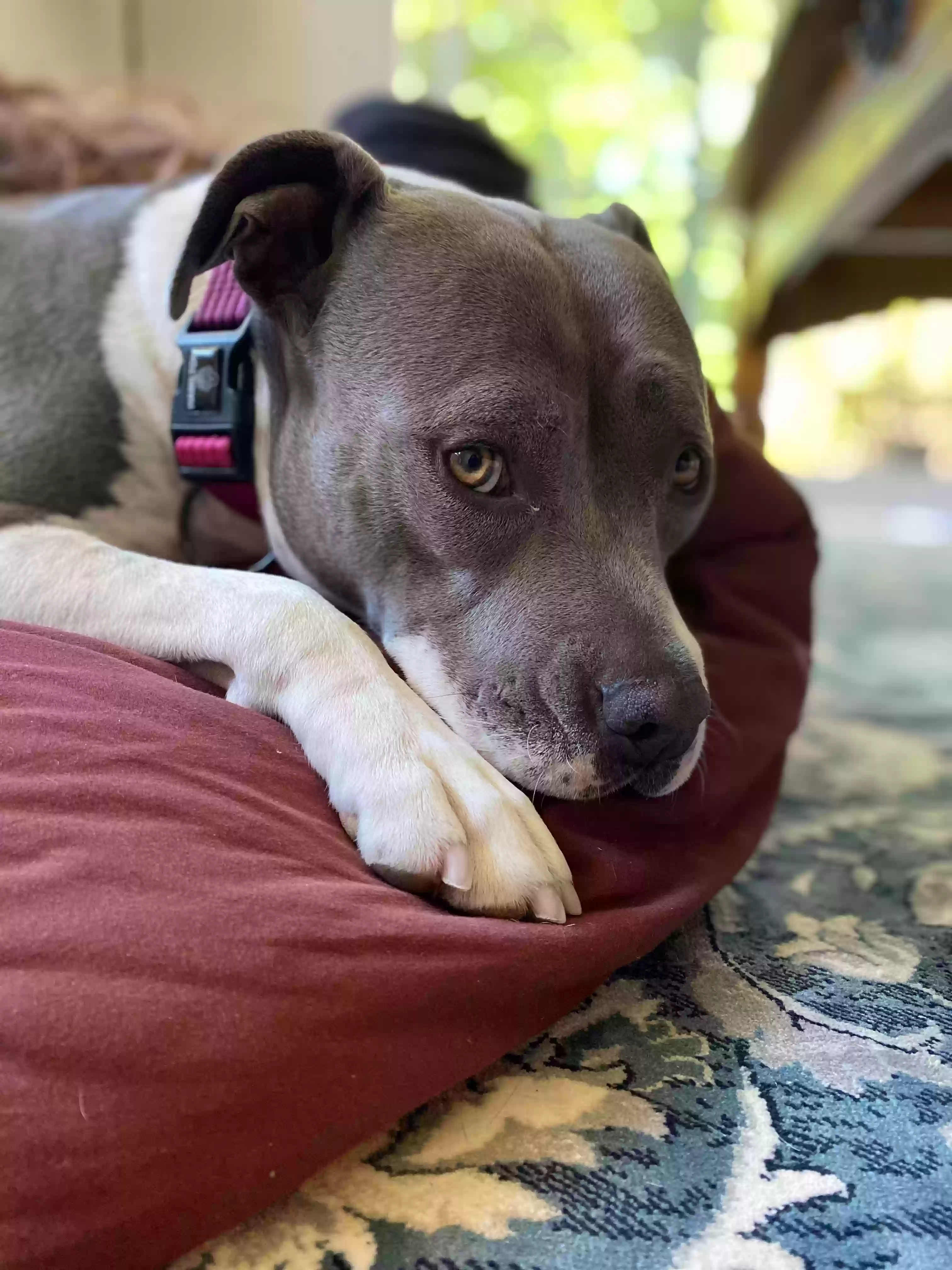 adoptable Dog in Port Orchard,WA named Cali