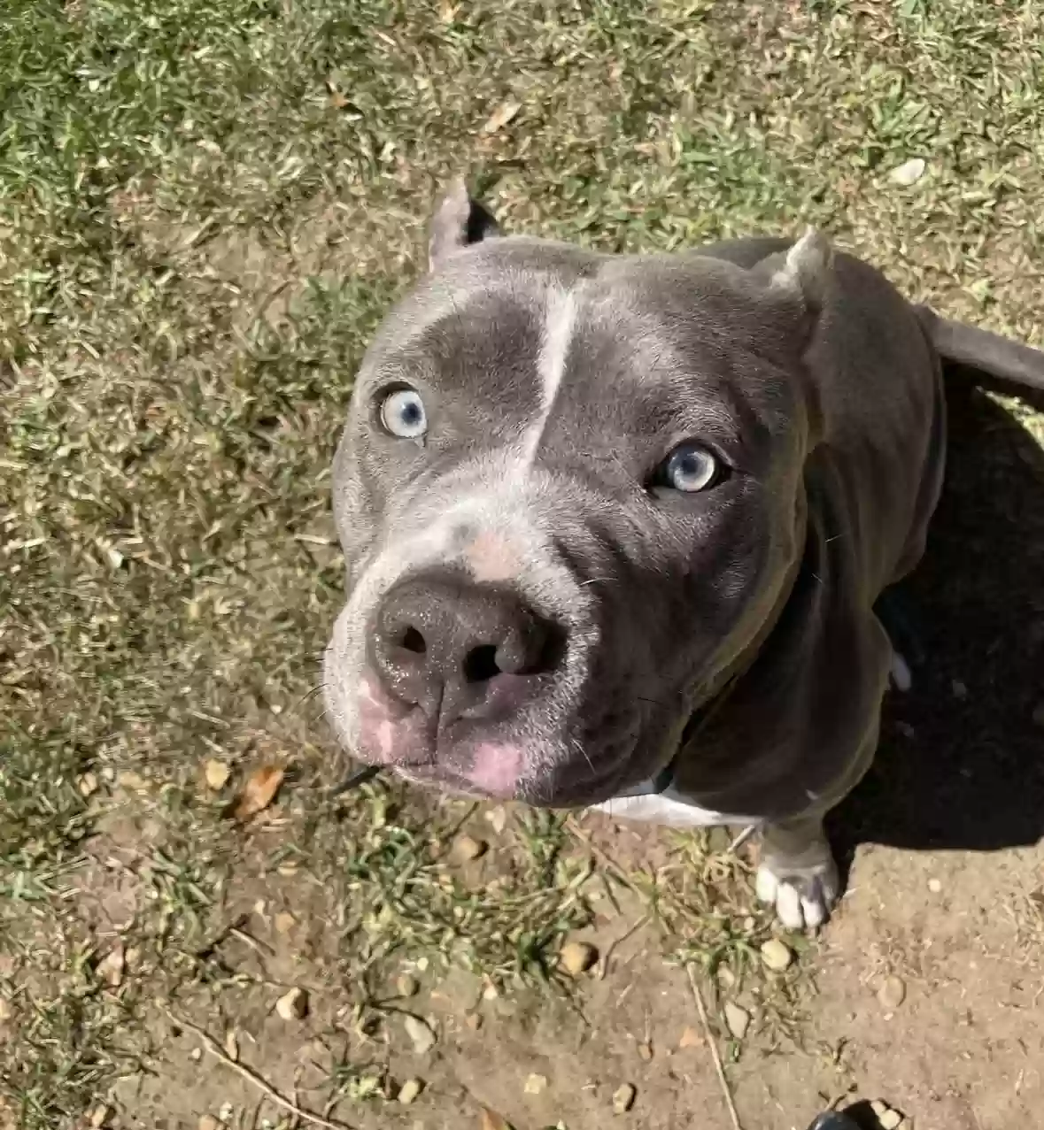 adoptable Dog in Tallahassee,FL named Ember