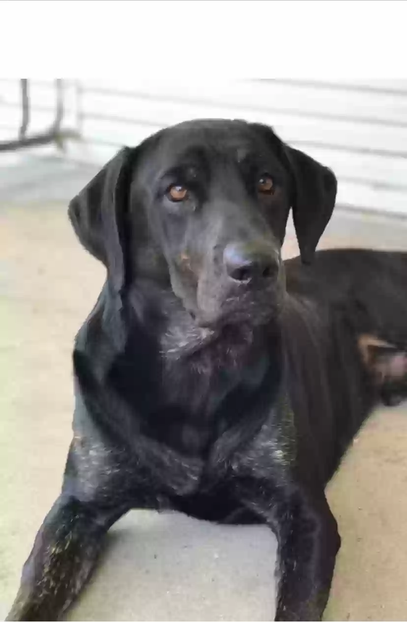 adoptable Dog in Hamilton,OH named Max